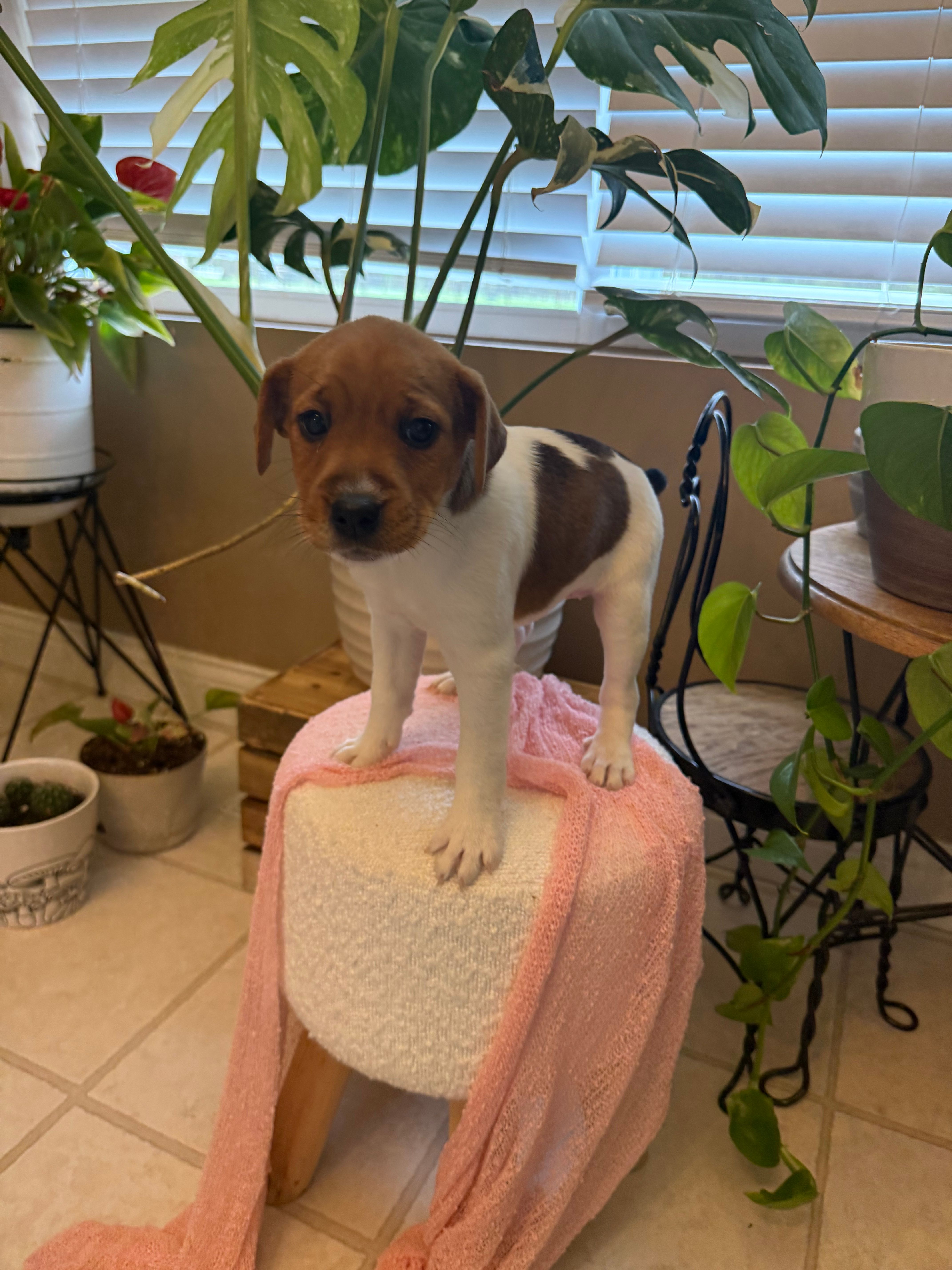 Jrtca Valentine  – Jack Russell Terrier puppy for sale in Benton, IL