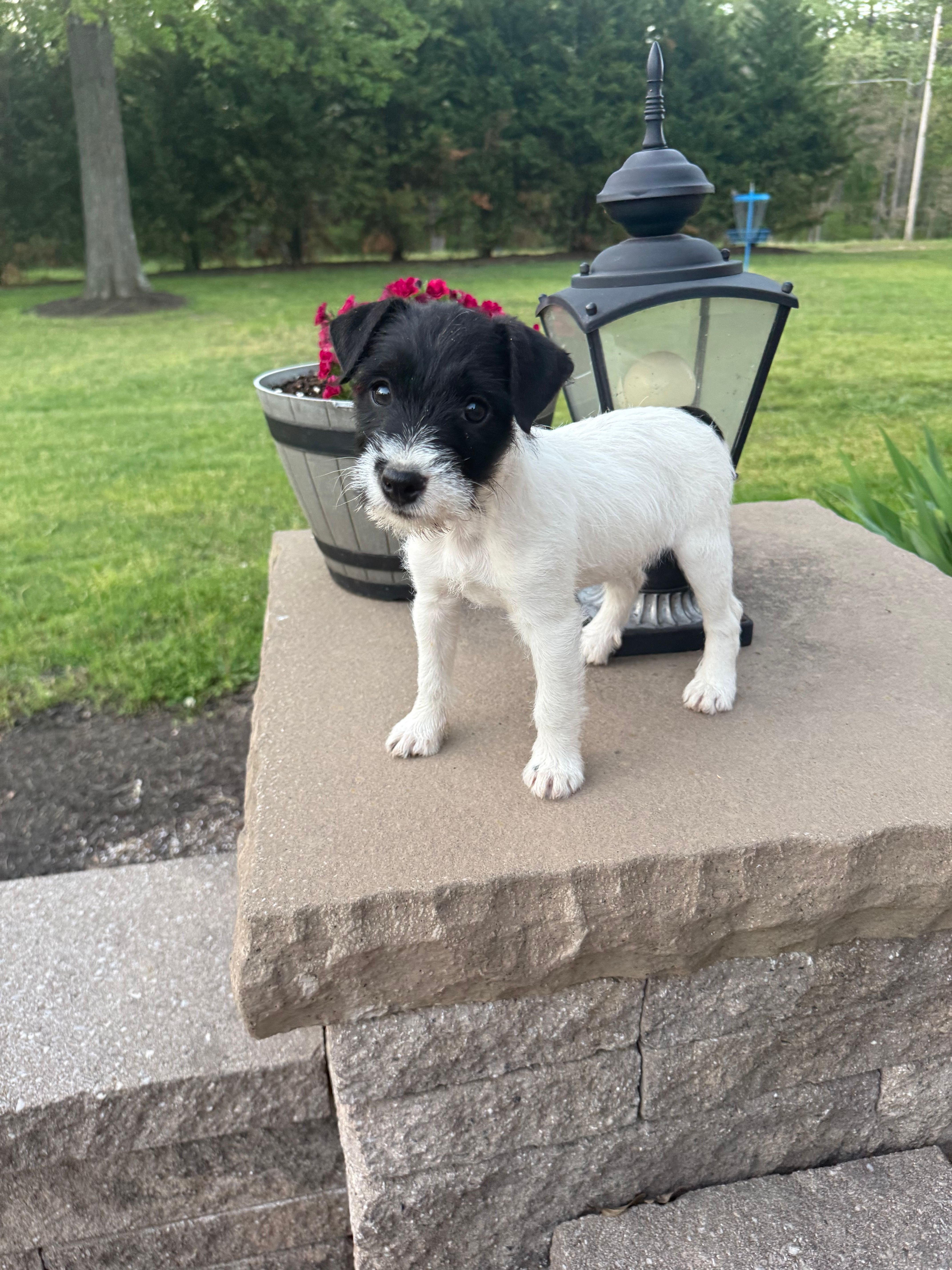 Jrtca Daisy  – Jack Russell Terrier puppy for sale in Benton, IL