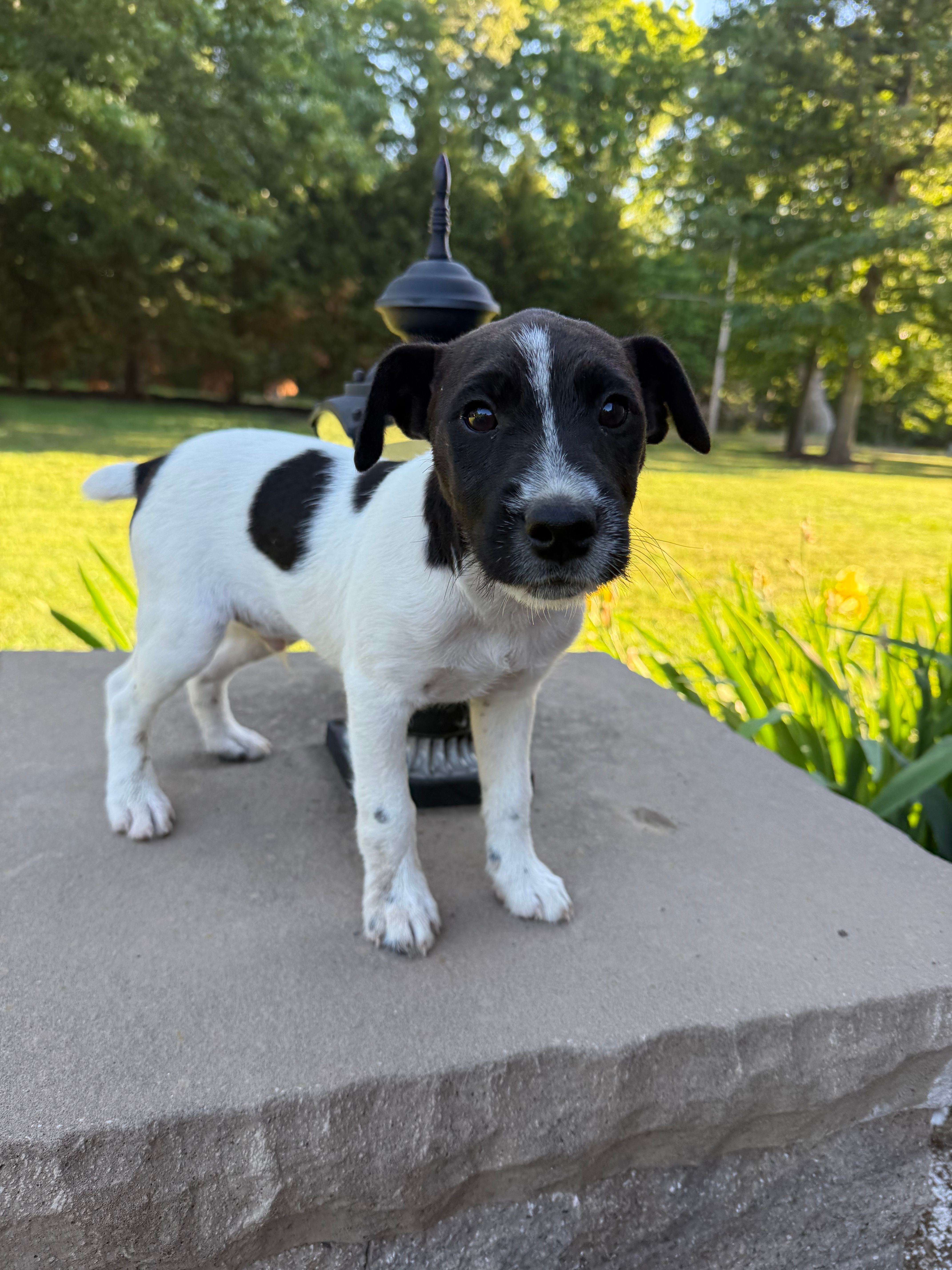 Jrtca Rocky – Jack Russell Terrier puppy for sale in Benton, IL