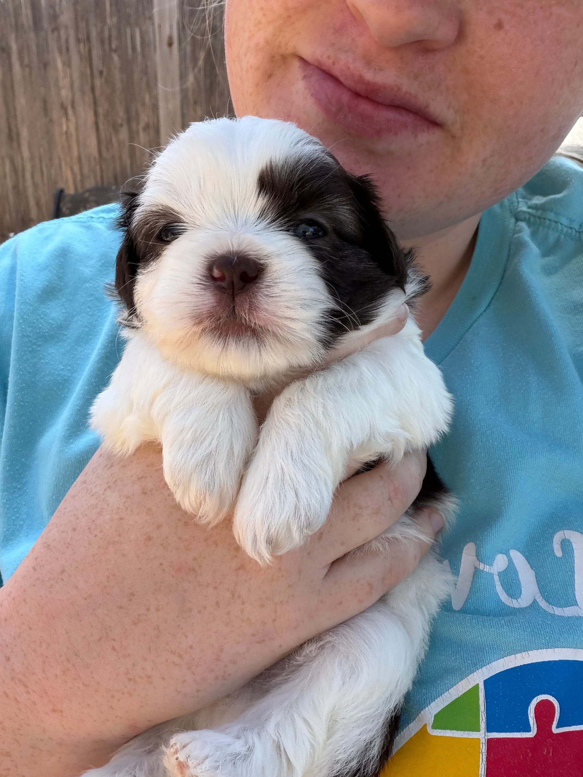Akc boy 4 – Shih Tzu puppy for sale in Springfield, MO