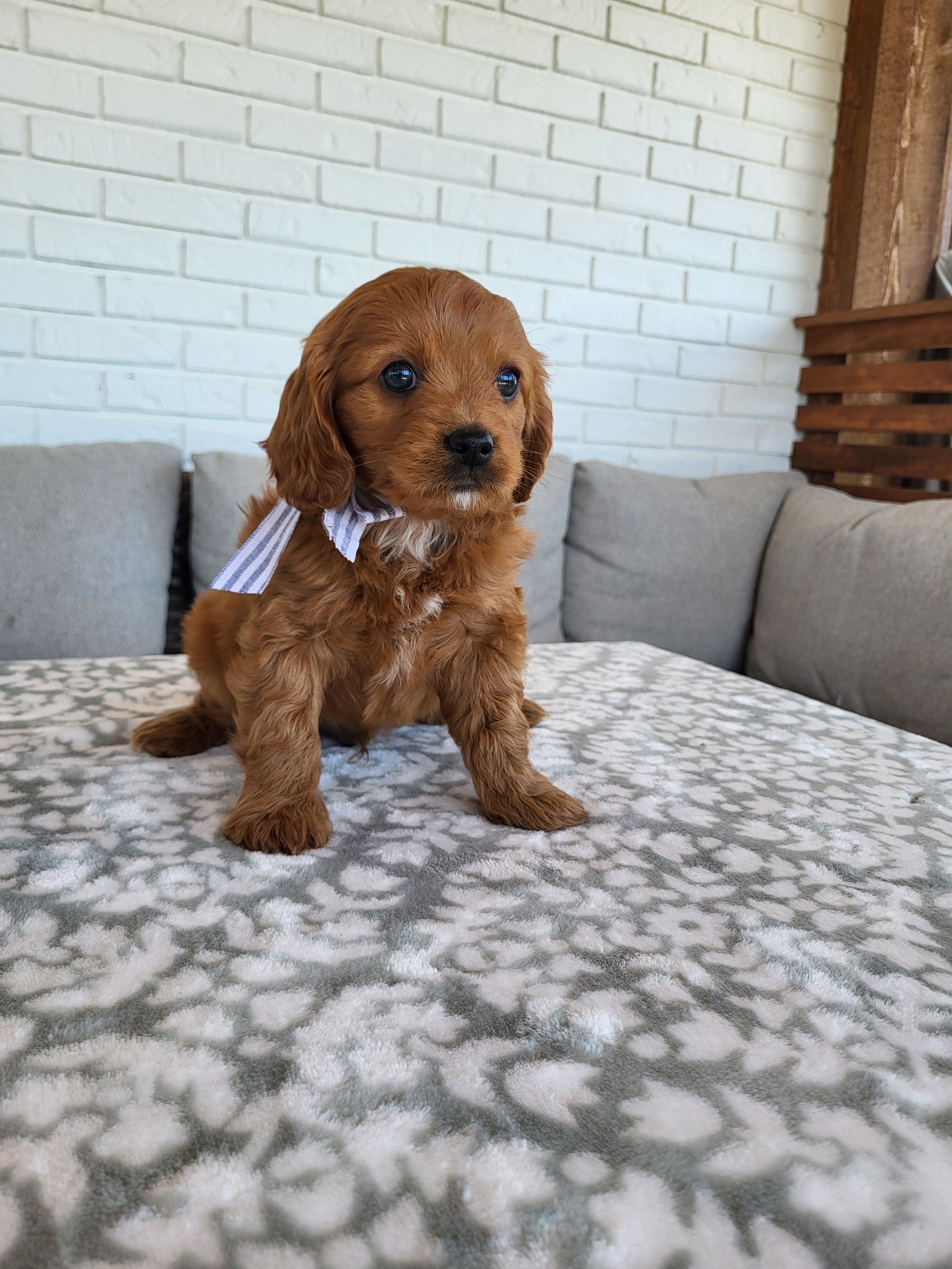 Ian – Cavapoo puppy for sale in Clarkrange, TN