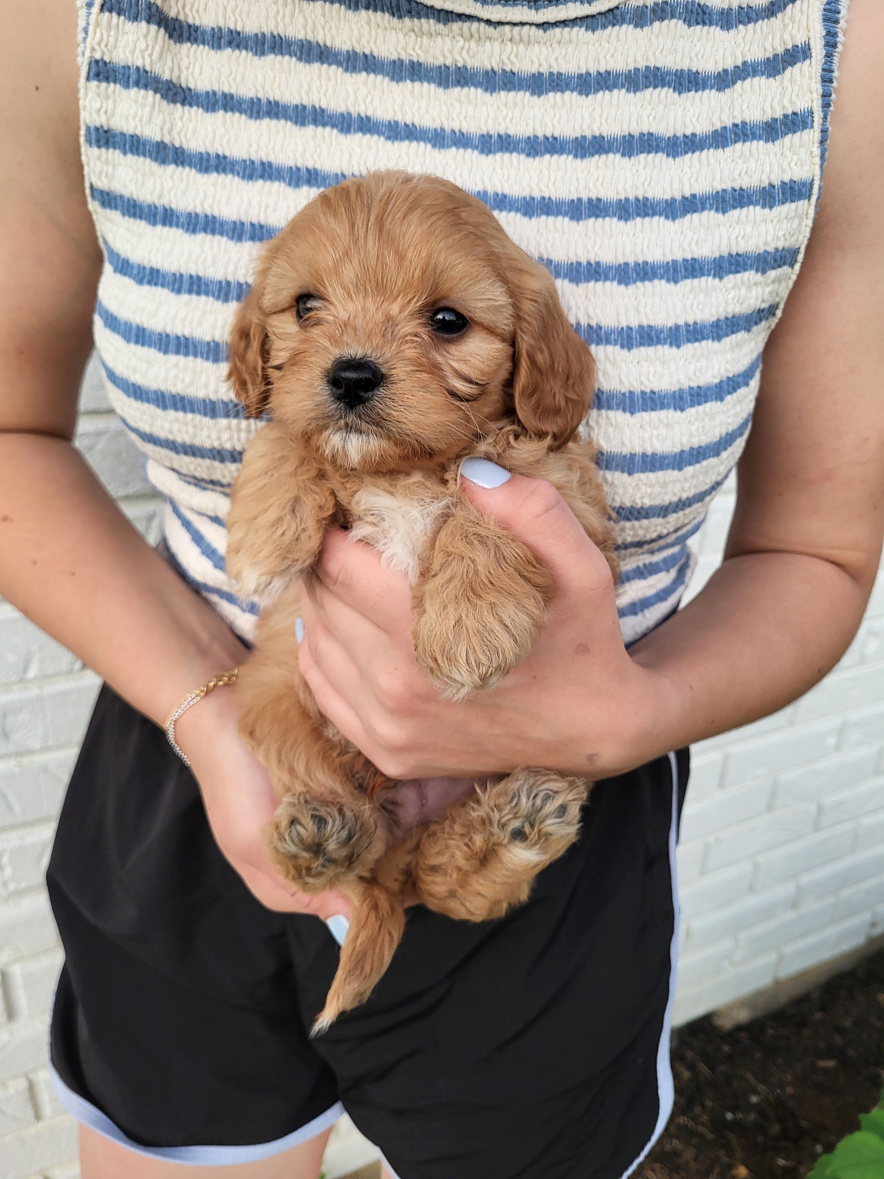 Knox – Cavapoo puppy for sale in Clarkrange, TN