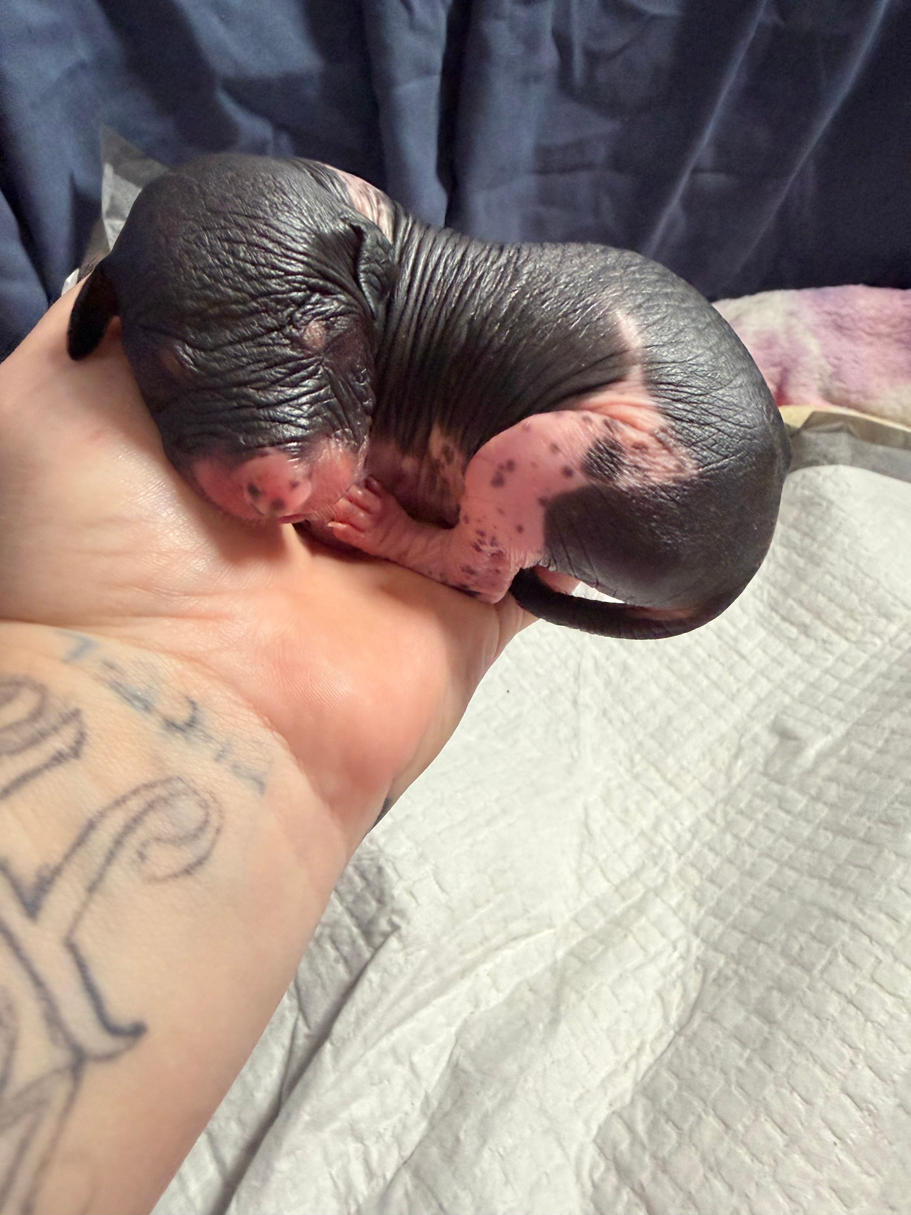 Chunky Monkey  – Xoloitzcuintli puppy for sale in Manitowoc, WI