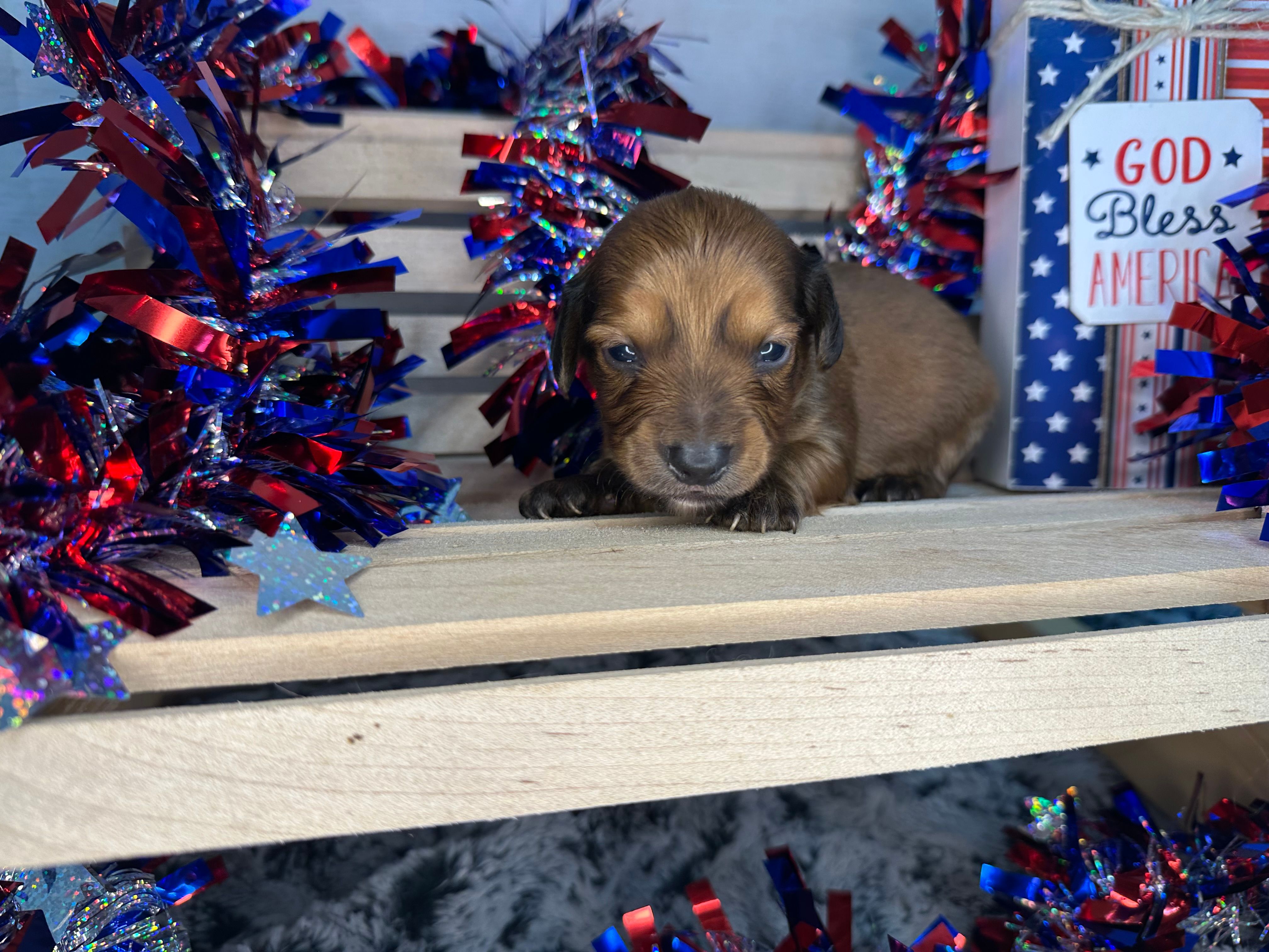 Charley – Miniature Dachshund puppy for sale in Atoka, OK