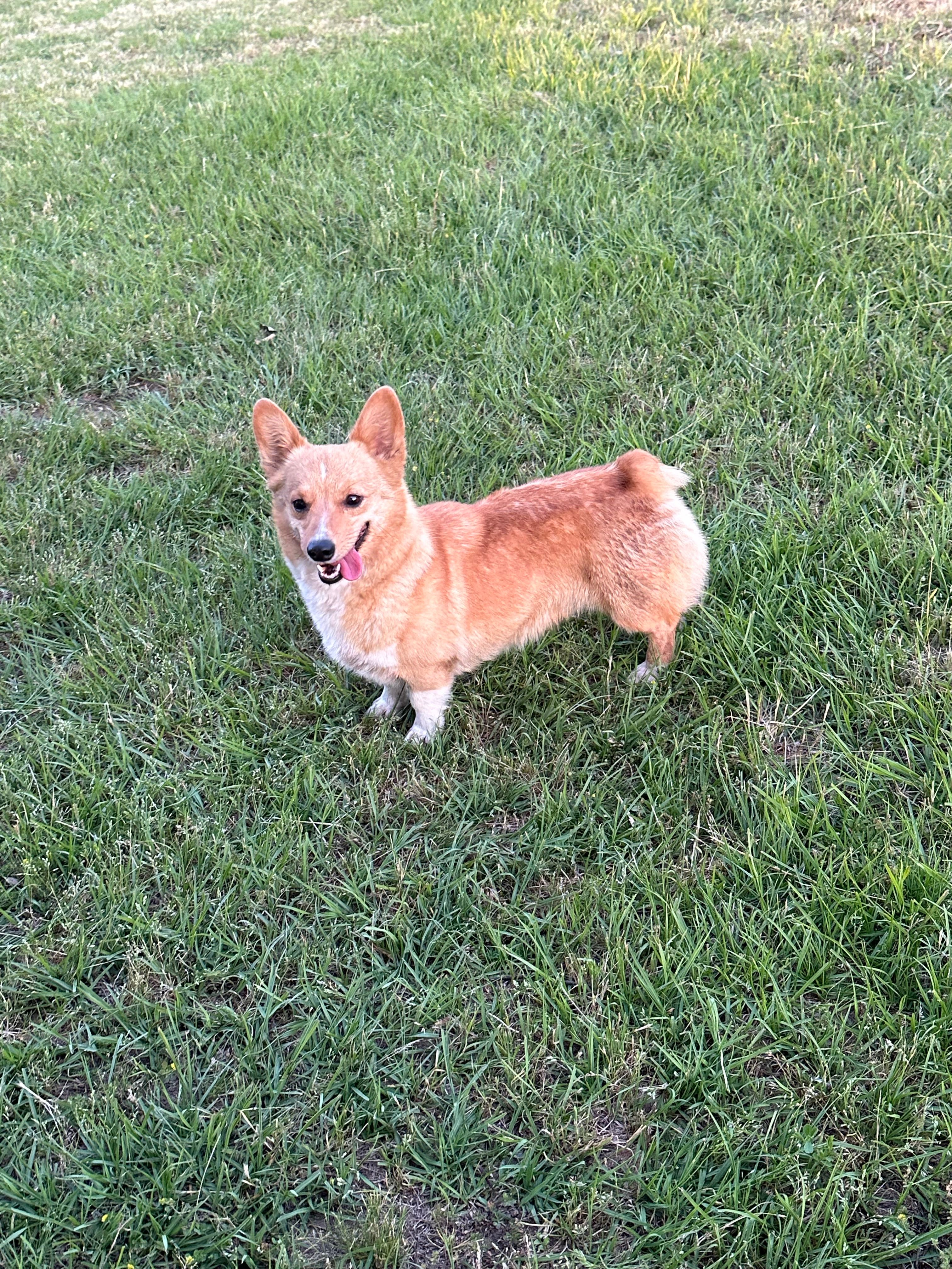 Pumpkin- read discription – Pembroke Welsh Corgi puppy for sale in Atoka, OK