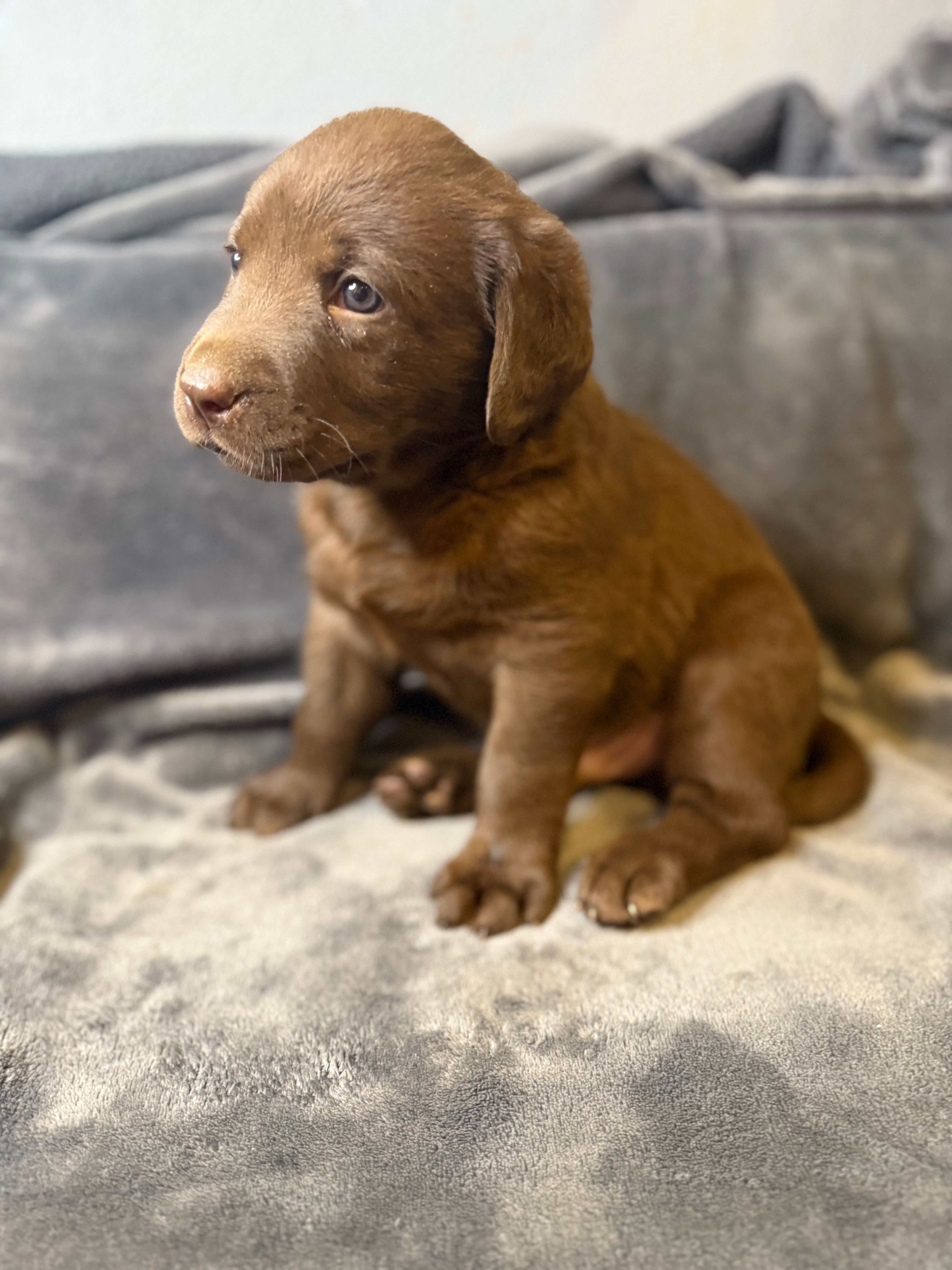 Duke – Labrador Retriever puppy for sale in Adkins, TX