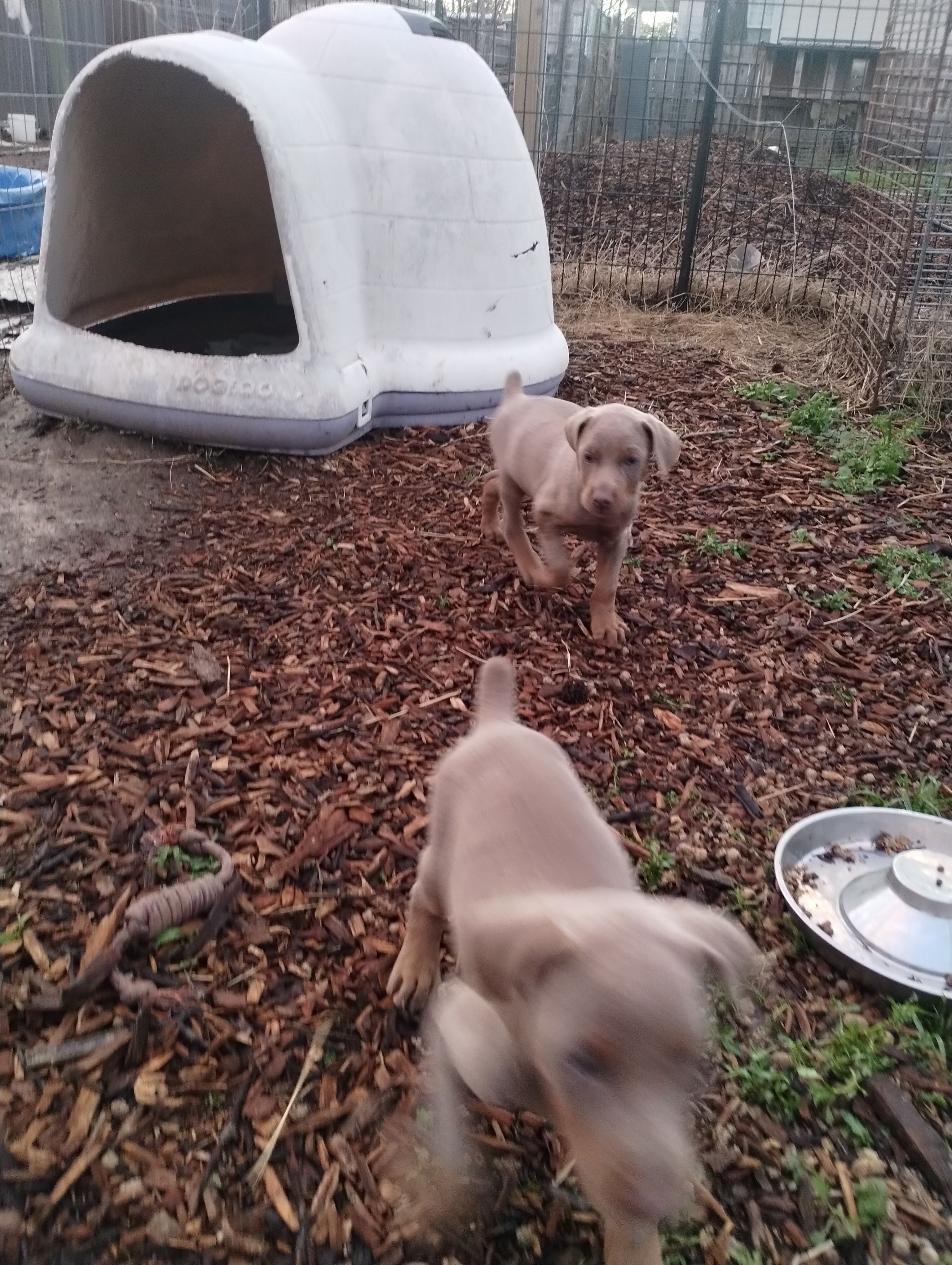 Fawn Male – Doberman Pinscher puppy for sale in Salem, IL