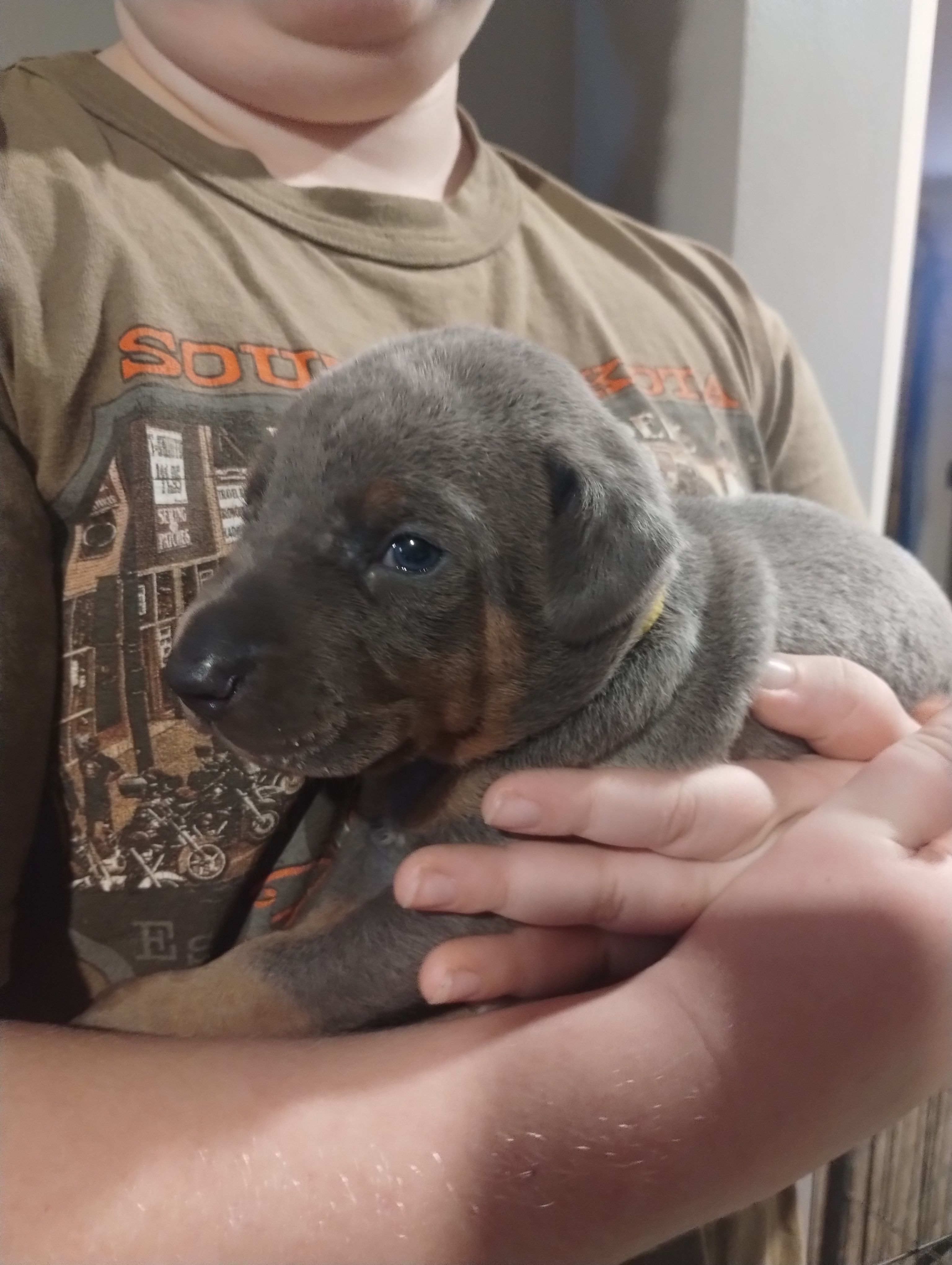 Blue male – Doberman Pinscher puppy for sale in Salem, IL