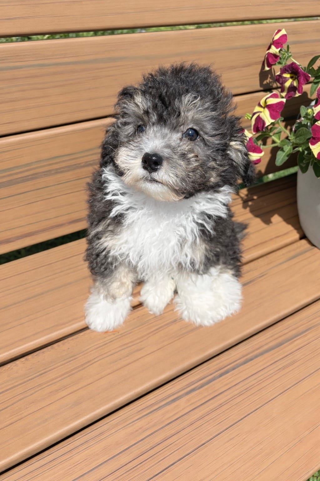 Gentle Ben – Poodle - Toy  puppy for sale in Summer Shade, KY