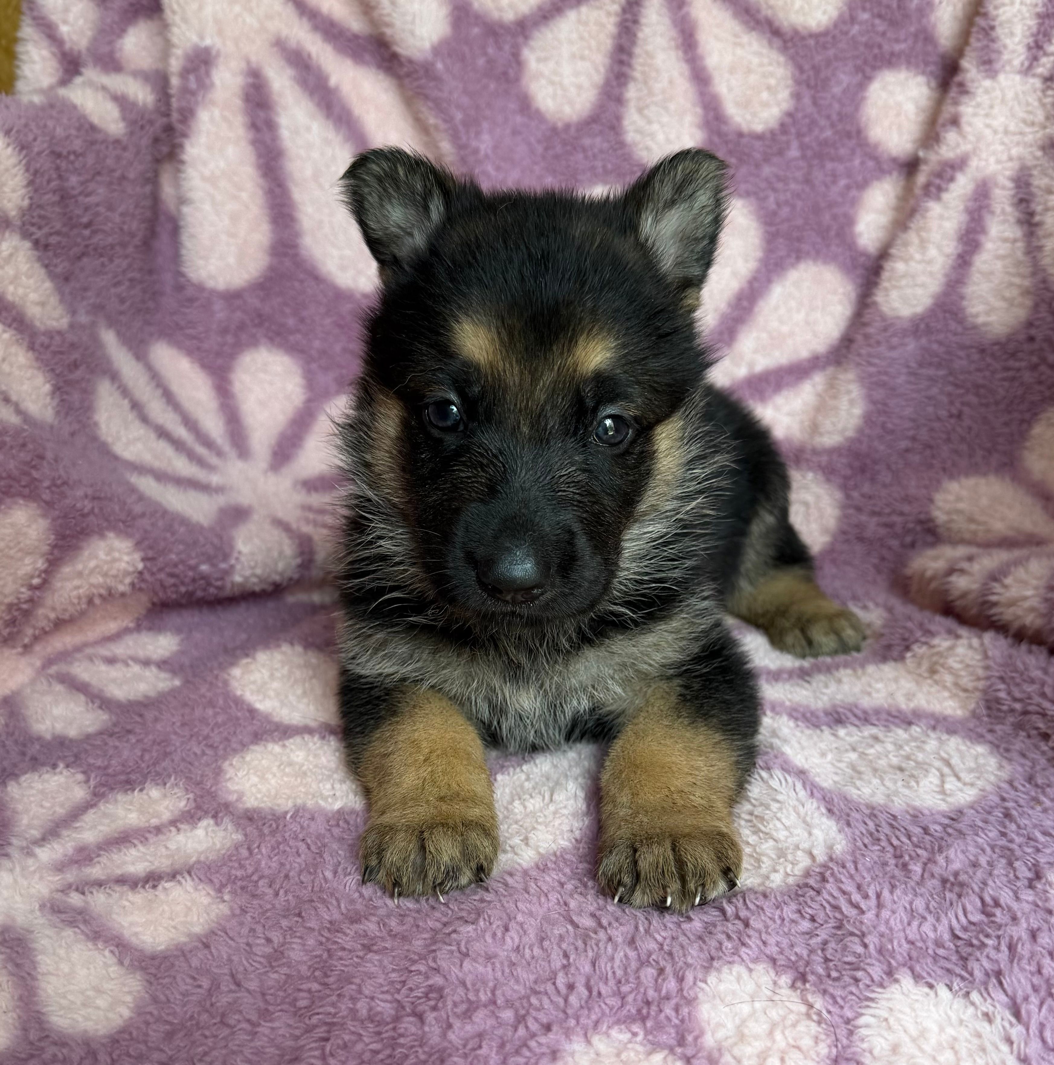 Orange Girl – German Shepherd Dog puppy for sale in Fort Ashby, WV