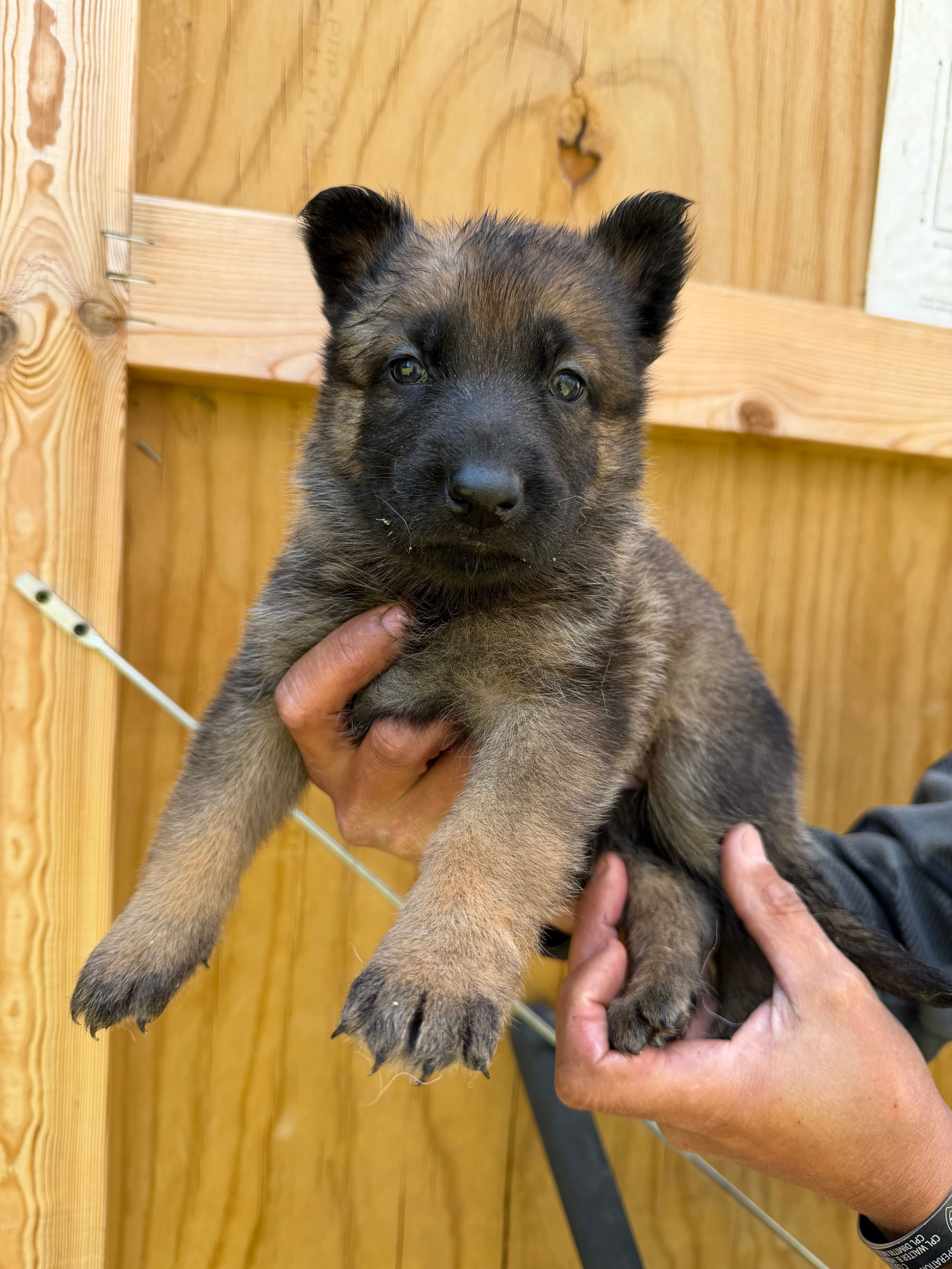 Teal Girl – German Shepherd Dog puppy for sale in Fort Ashby, WV