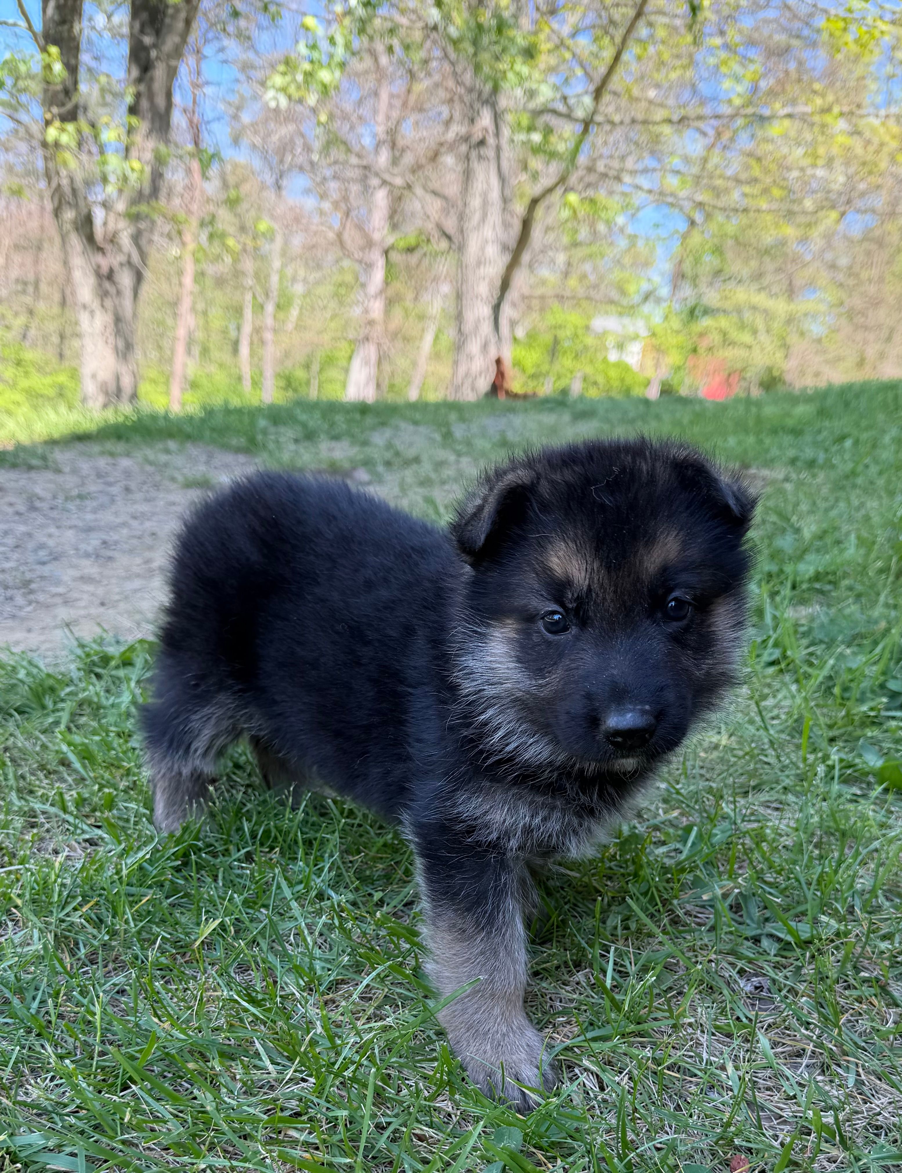 Purple Girl – German Shepherd Dog puppy for sale in Fort Ashby, WV