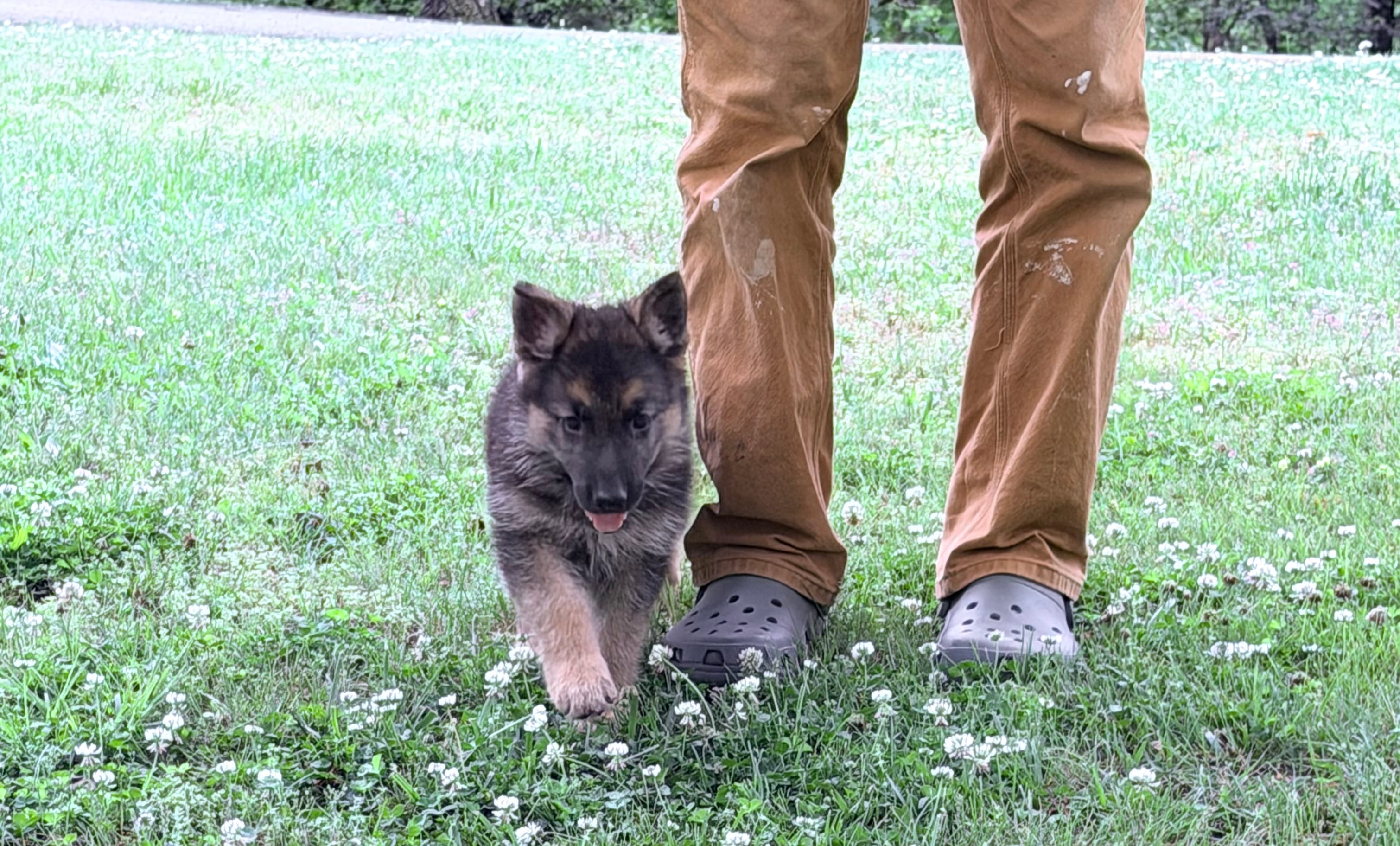 Purple Girl – German Shepherd Dog puppy for sale in Fort Ashby, WV