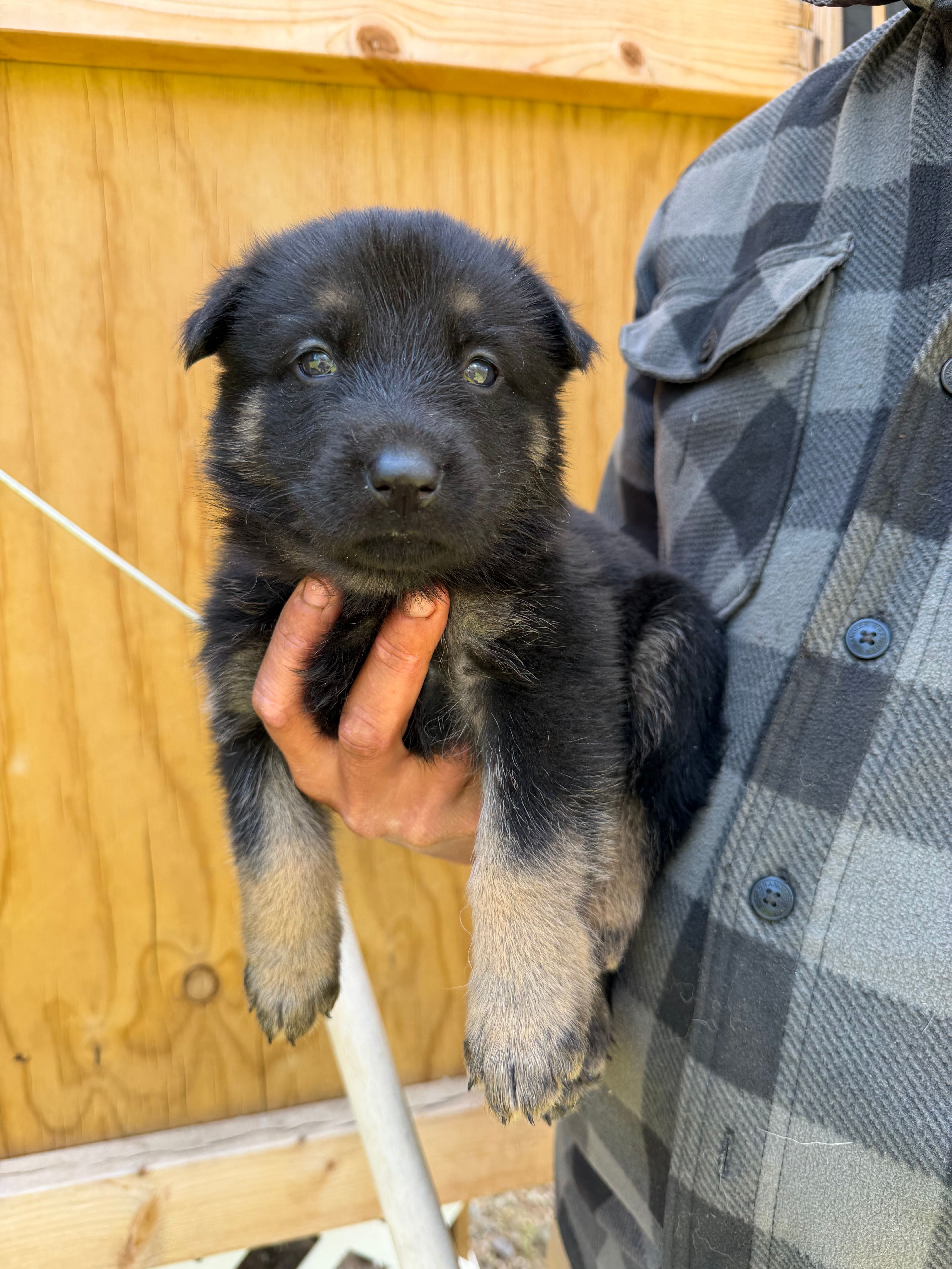 Coral Girl – German Shepherd Dog puppy for sale in Fort Ashby, WV