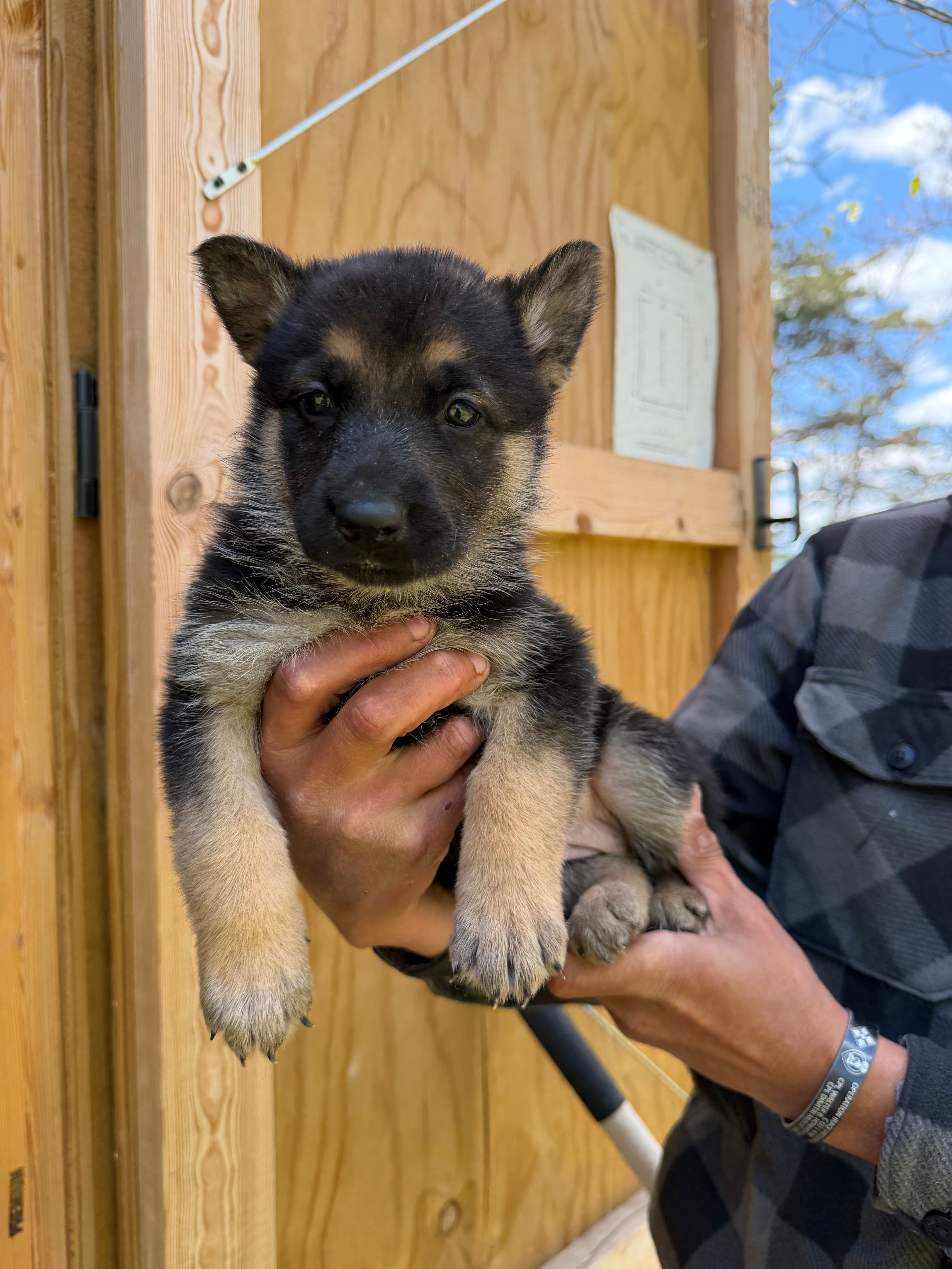 Orange Girl – German Shepherd Dog puppy for sale in Fort Ashby, WV