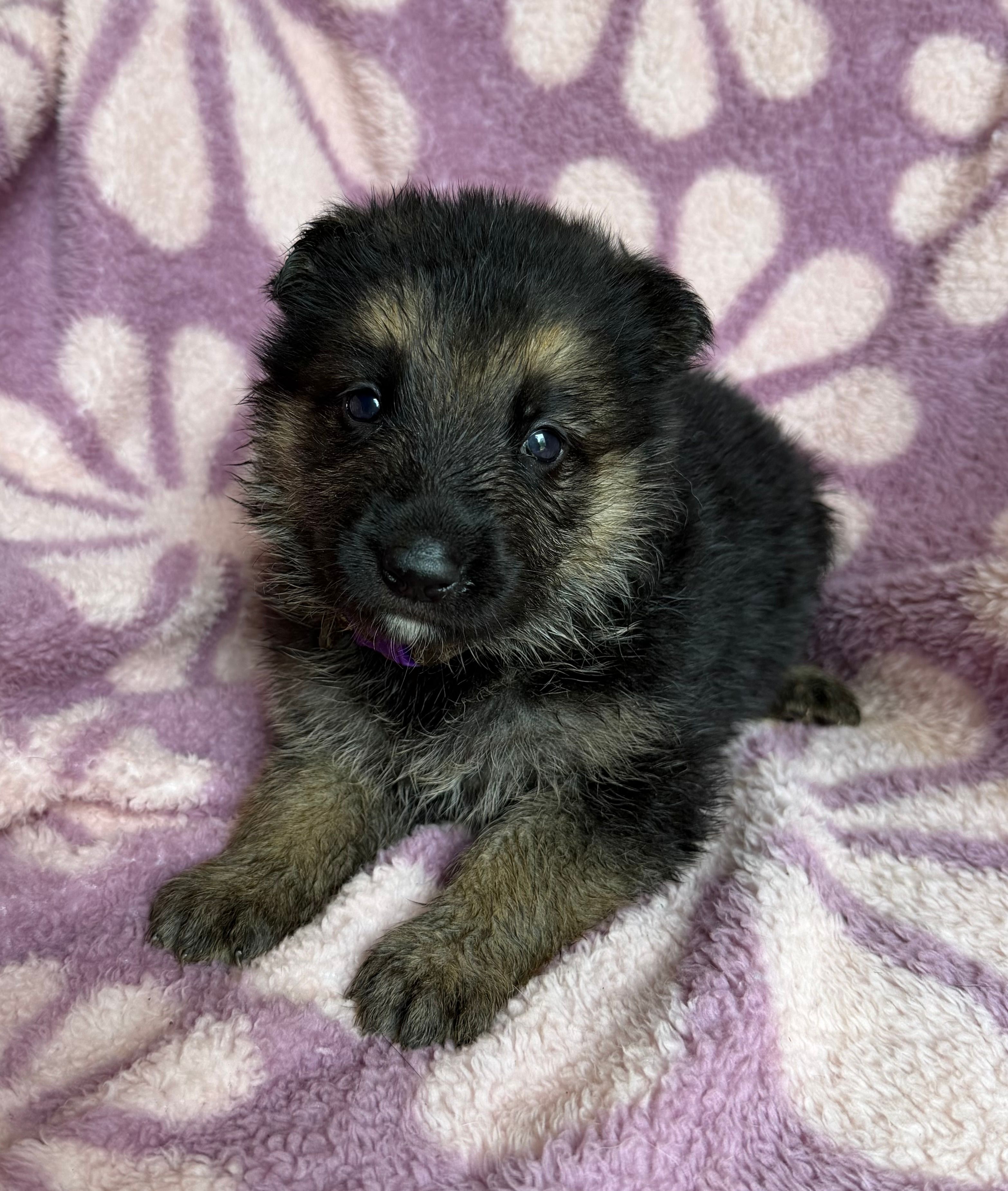 Purple Girl – German Shepherd Dog puppy for sale in Fort Ashby, WV