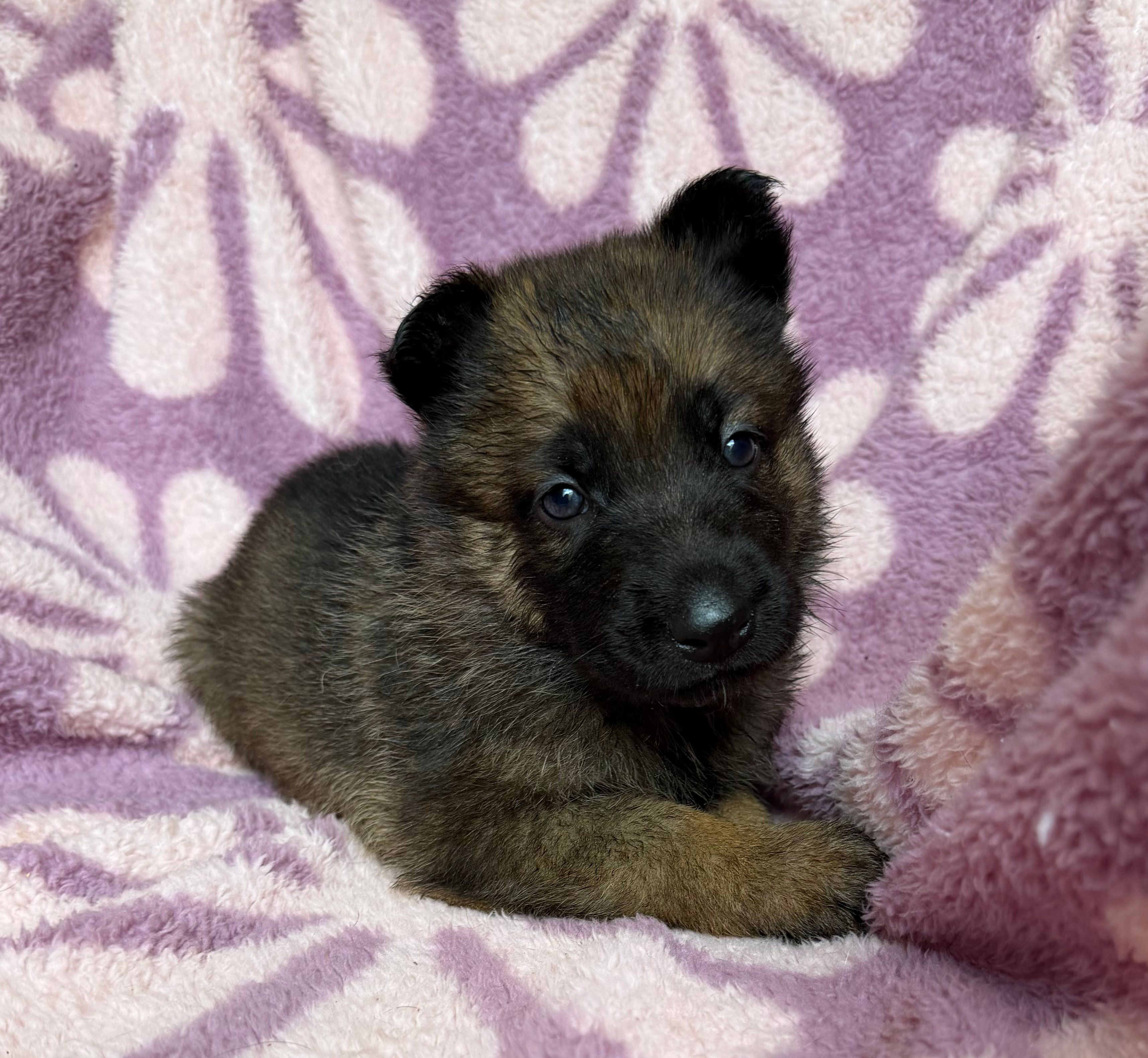 Teal Girl – German Shepherd Dog puppy for sale in Fort Ashby, WV