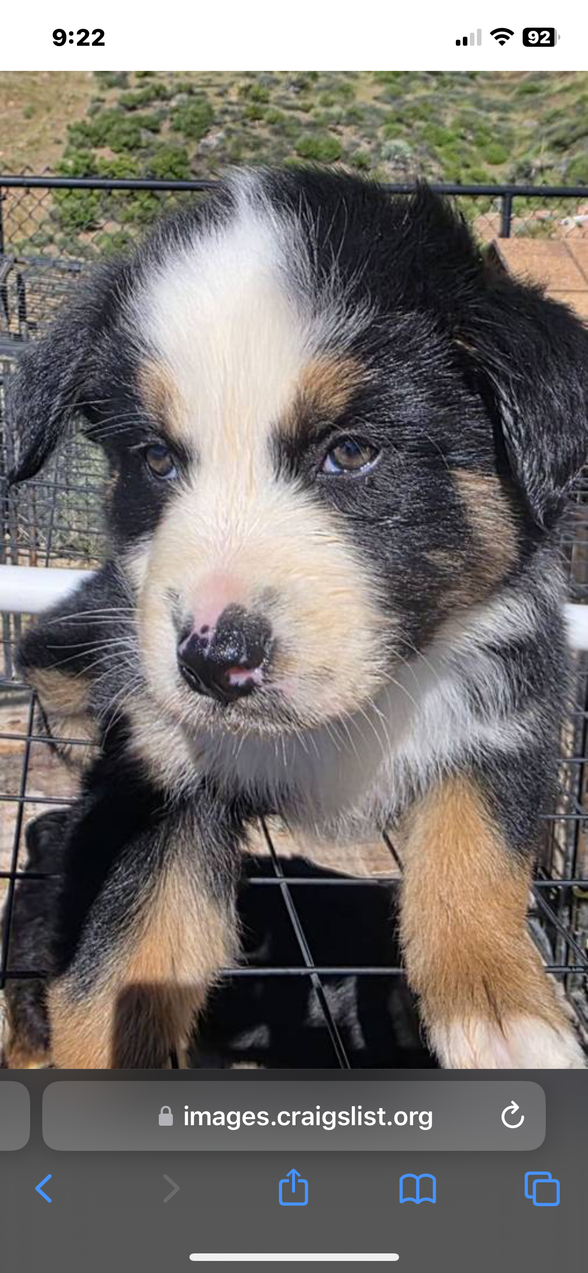 Dodger  – Australian Shepherd puppy for sale in Acton, CA