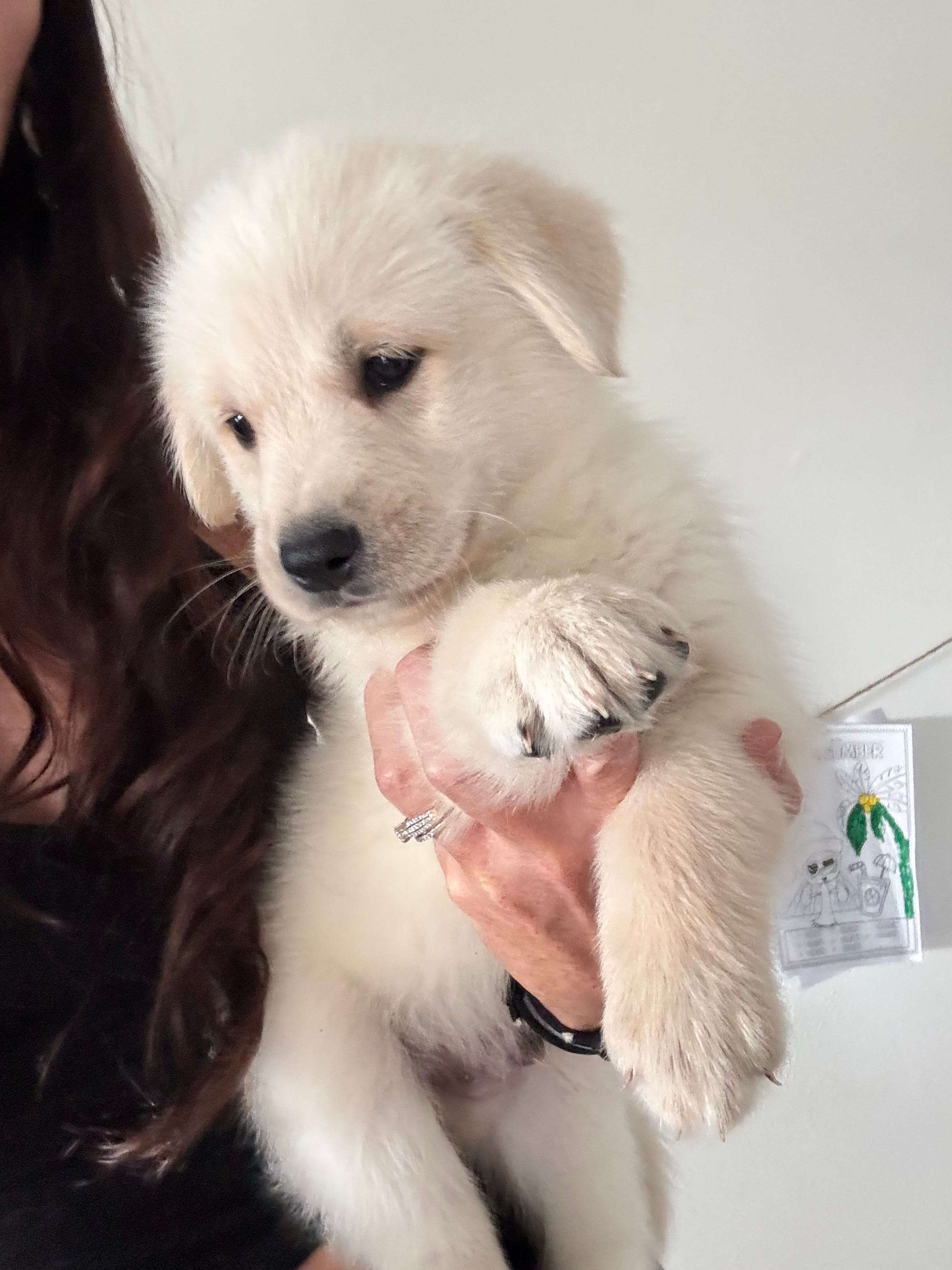 Puppy – German Shepherd Dog, Golden Retriever puppy for sale in Port St. Lucie, FL
