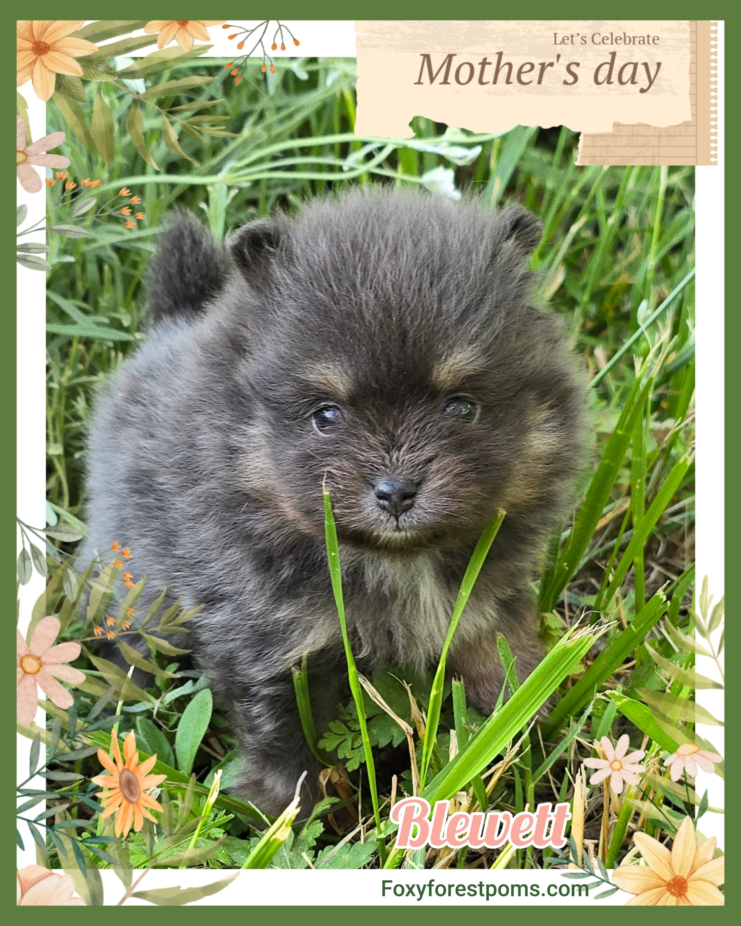 Blewett ~ AKC – Pomeranian puppy for sale in Eatonville, WA