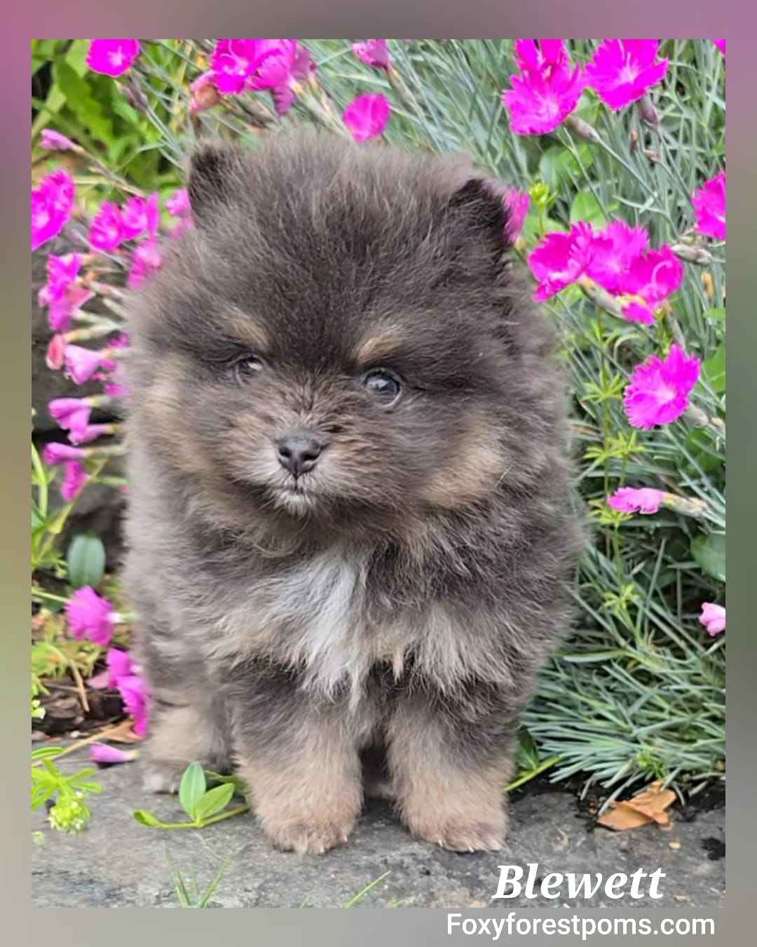 Blewett ~ AKC – Pomeranian puppy for sale in Eatonville, WA