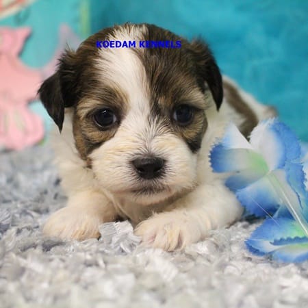 Summer Male 1 – Shichon puppy for sale in Rock Rapids, IA