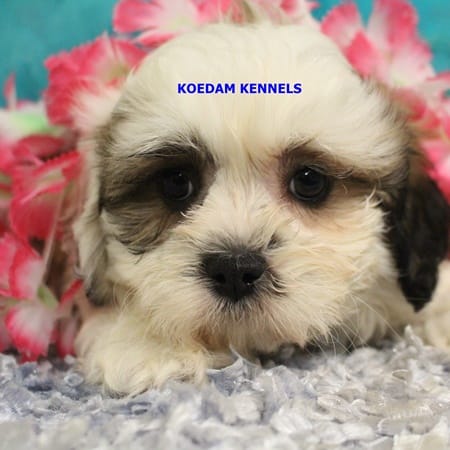 Frenchy Female – Shichon puppy for sale in Rock Rapids, IA