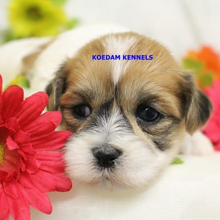 Uma Male 1 – Shichon puppy for sale in Rock Rapids, IA