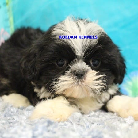 Luisa Male 2 – Shih Tzu puppy for sale in Rock Rapids, IA
