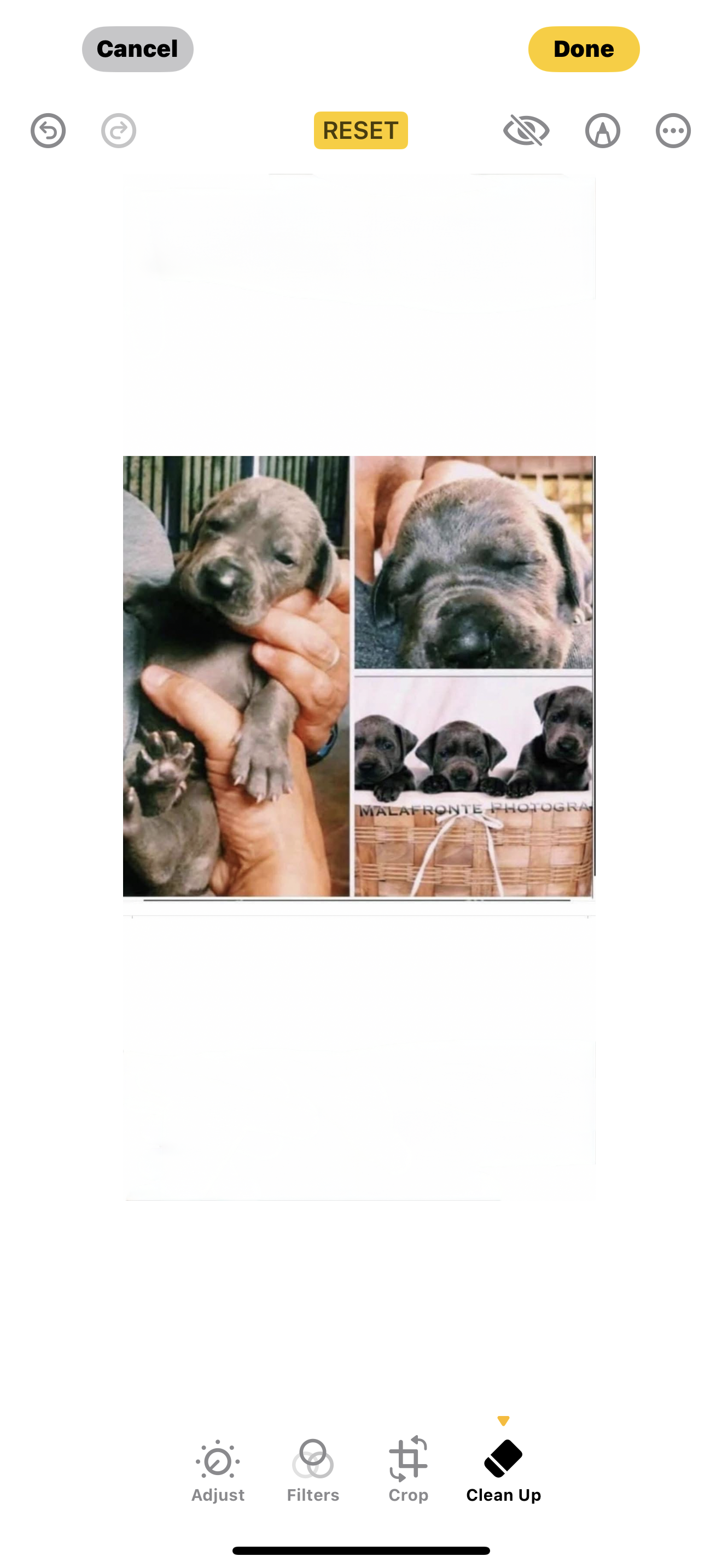 pup11 – Great Dane puppy for sale in Woodbridge, CT