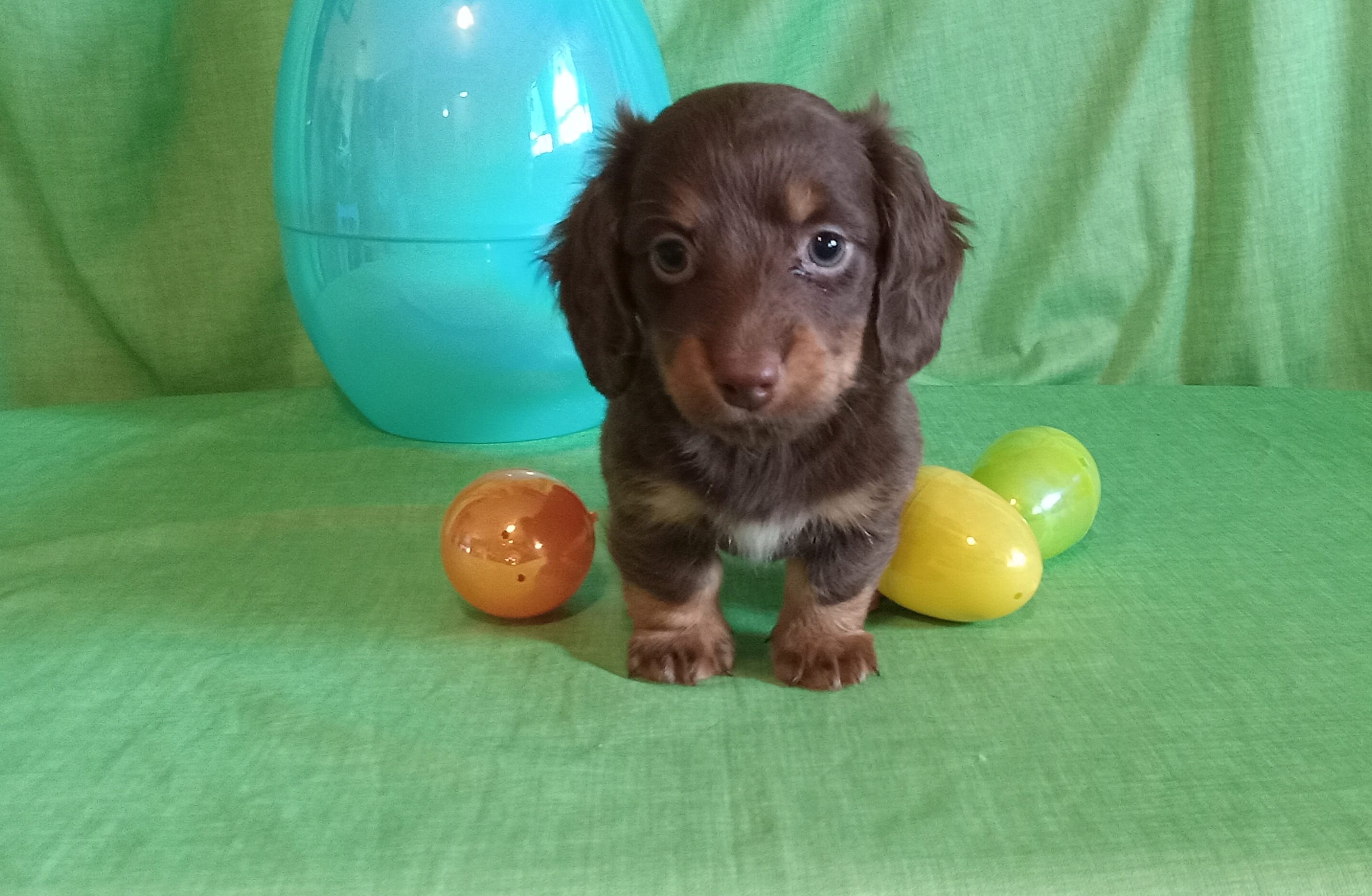 Finn – Miniature Dachshund puppy for sale in Steele, AL