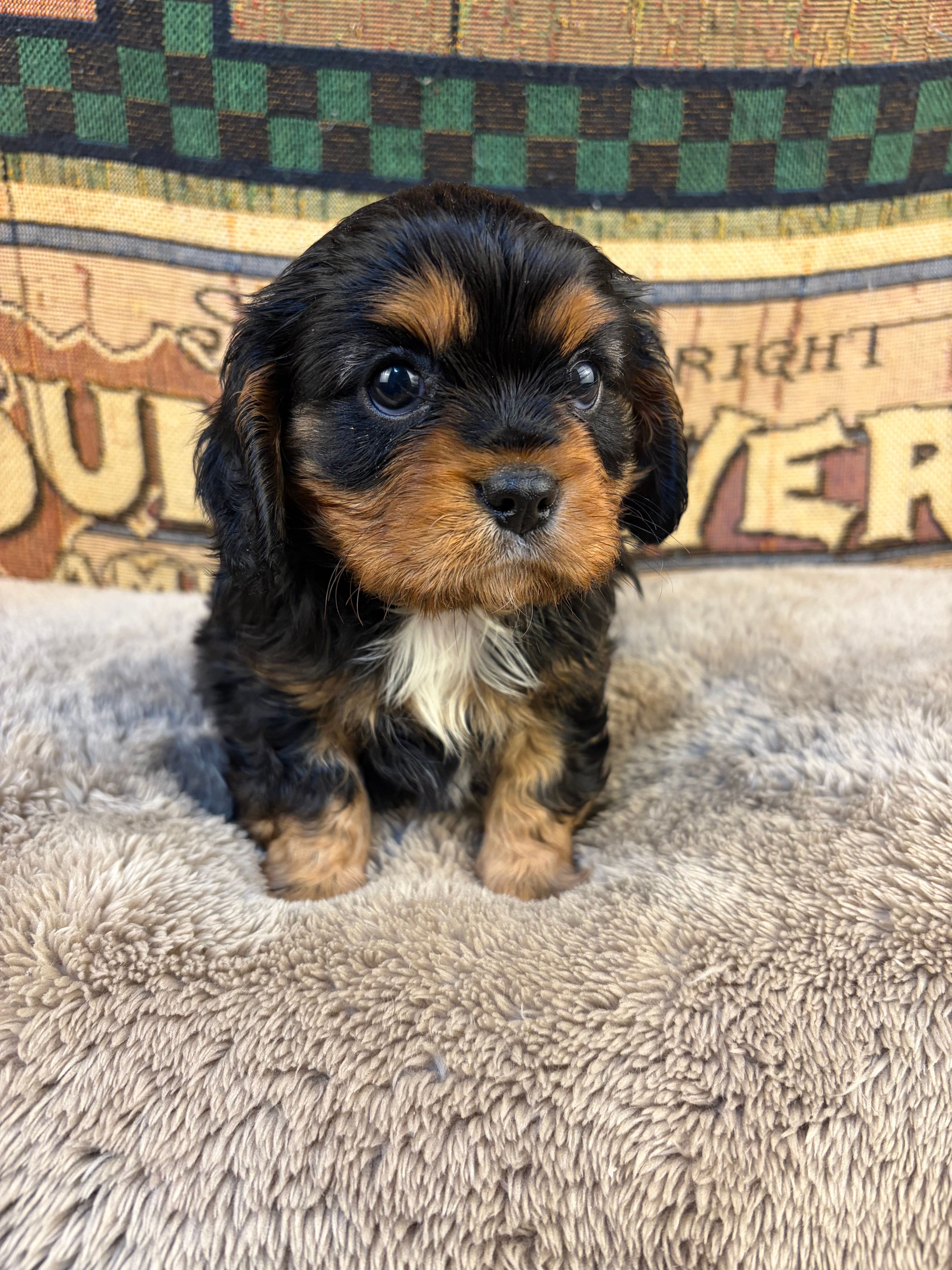 Santi – Cavalier King Charles Spaniel puppy for sale in Hastings, MN