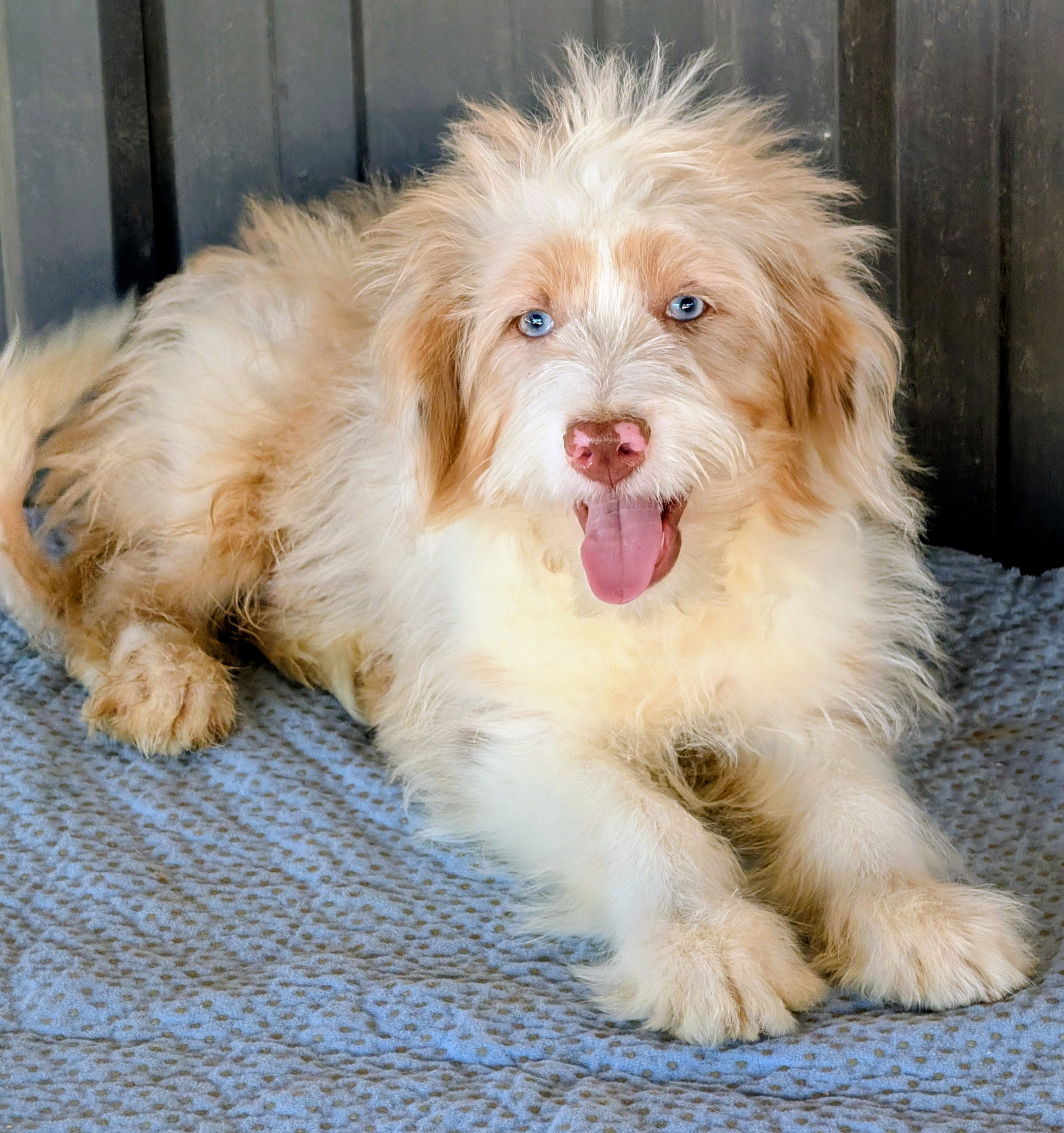 Jimmy – Miniature Aussiedoodle puppy for sale in Gilbert, AZ