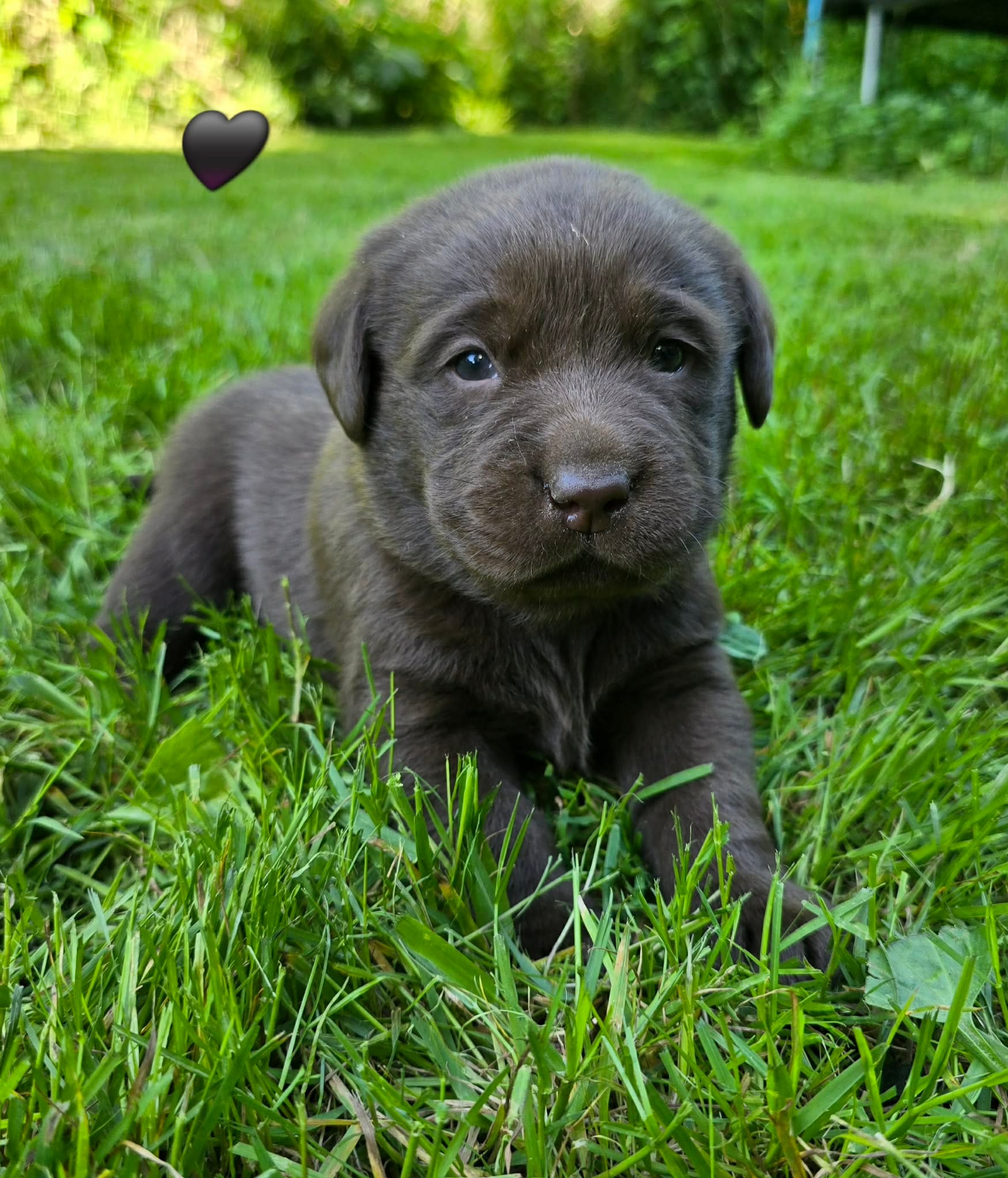Chocolate Male Labrador  – Labrador Retriever puppy for sale in Oakville, WA