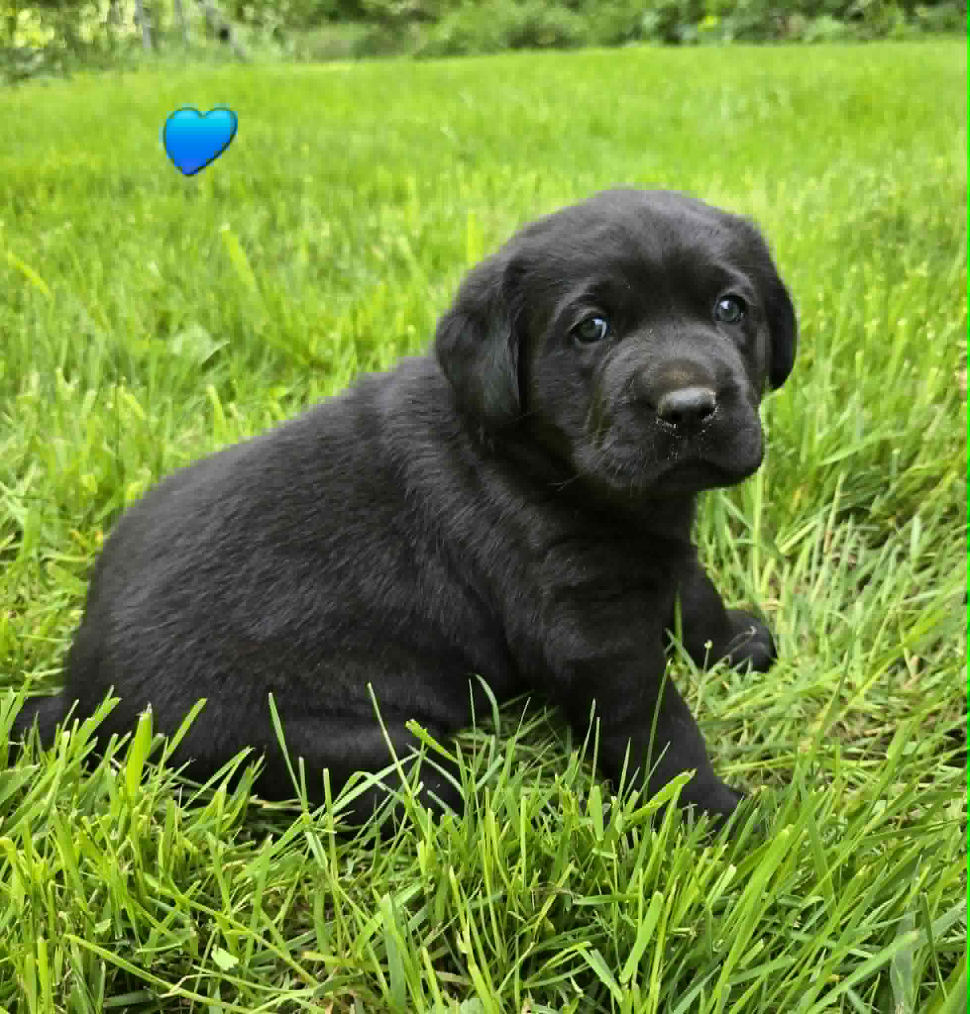 Black Male Labrador – Labrador Retriever puppy for sale in Oakville, WA