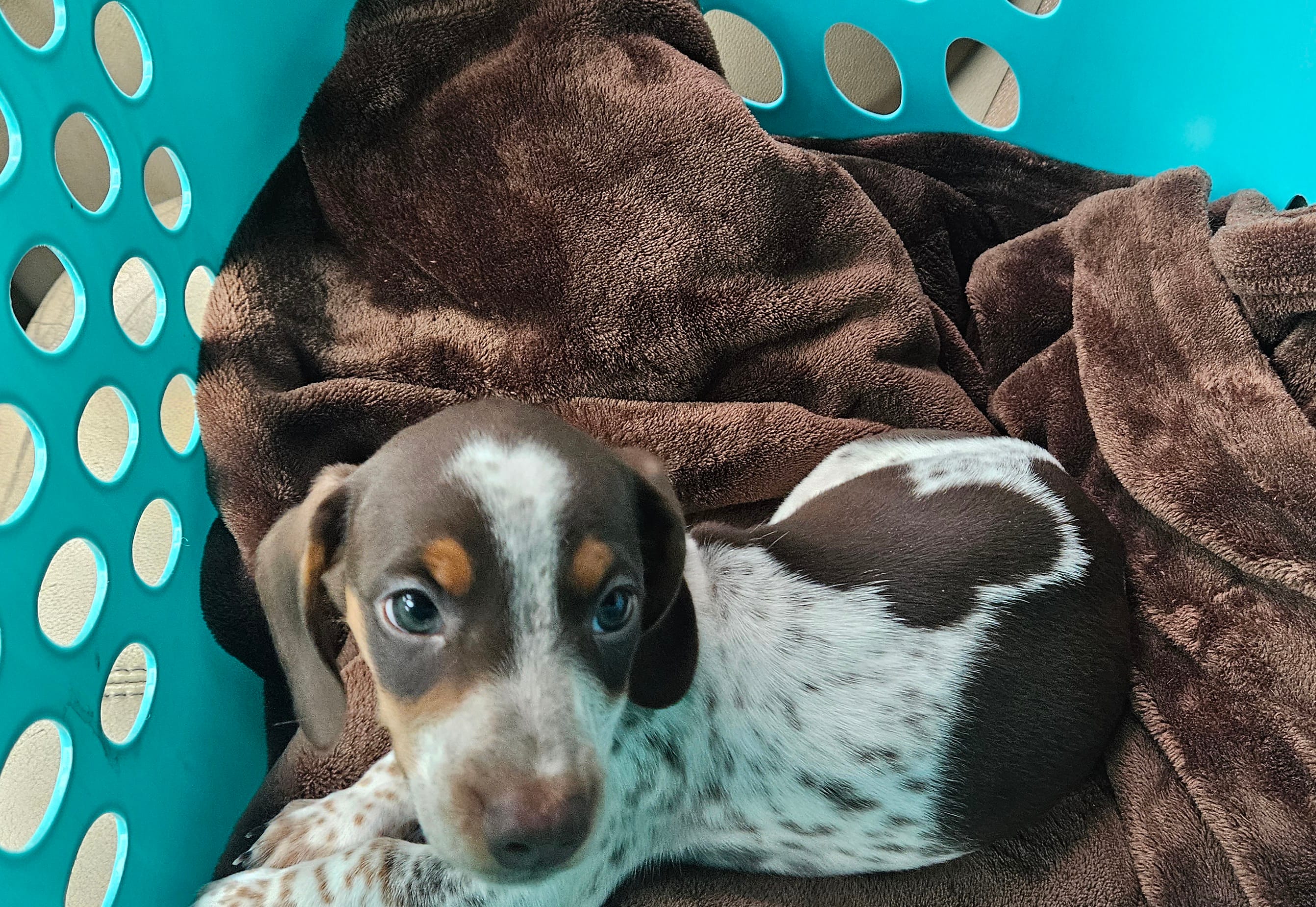 Charlie – Miniature Dachshund puppy for sale in Beebe, AR