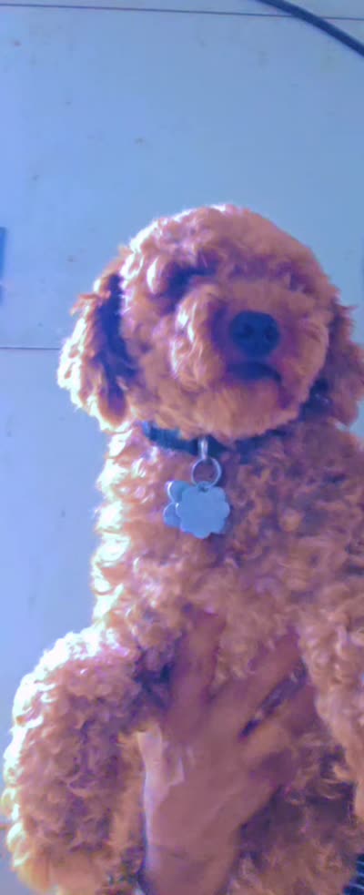 Kira, a female Poodle - Toy  for sale in Windsor Mill, MD – 2 of 3