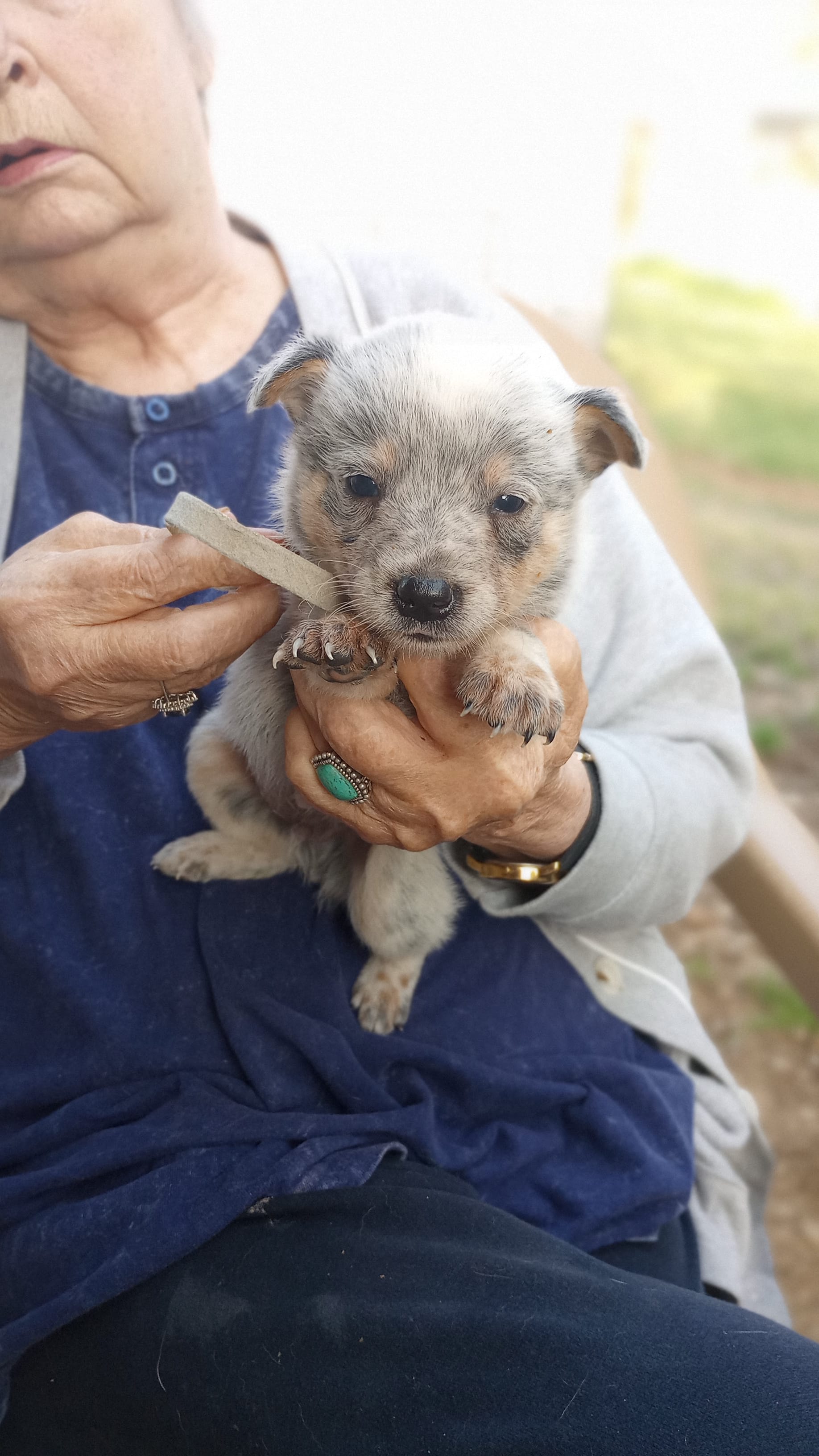 Grey callor  – Australian Cattle Dog puppy for sale in Roanoke, VA