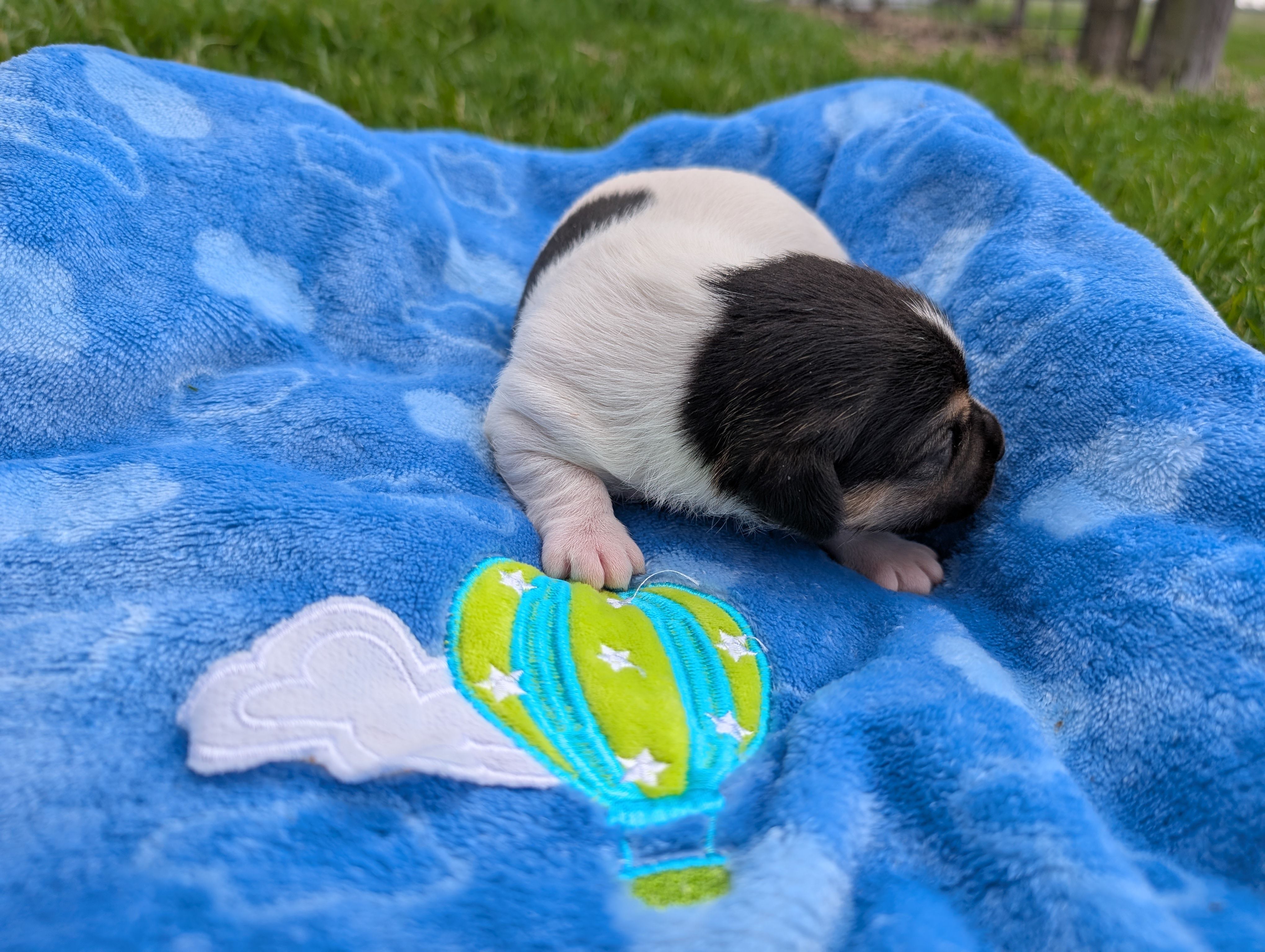 Cody – Jack Russell Terrier puppy for sale in Paulding, OH