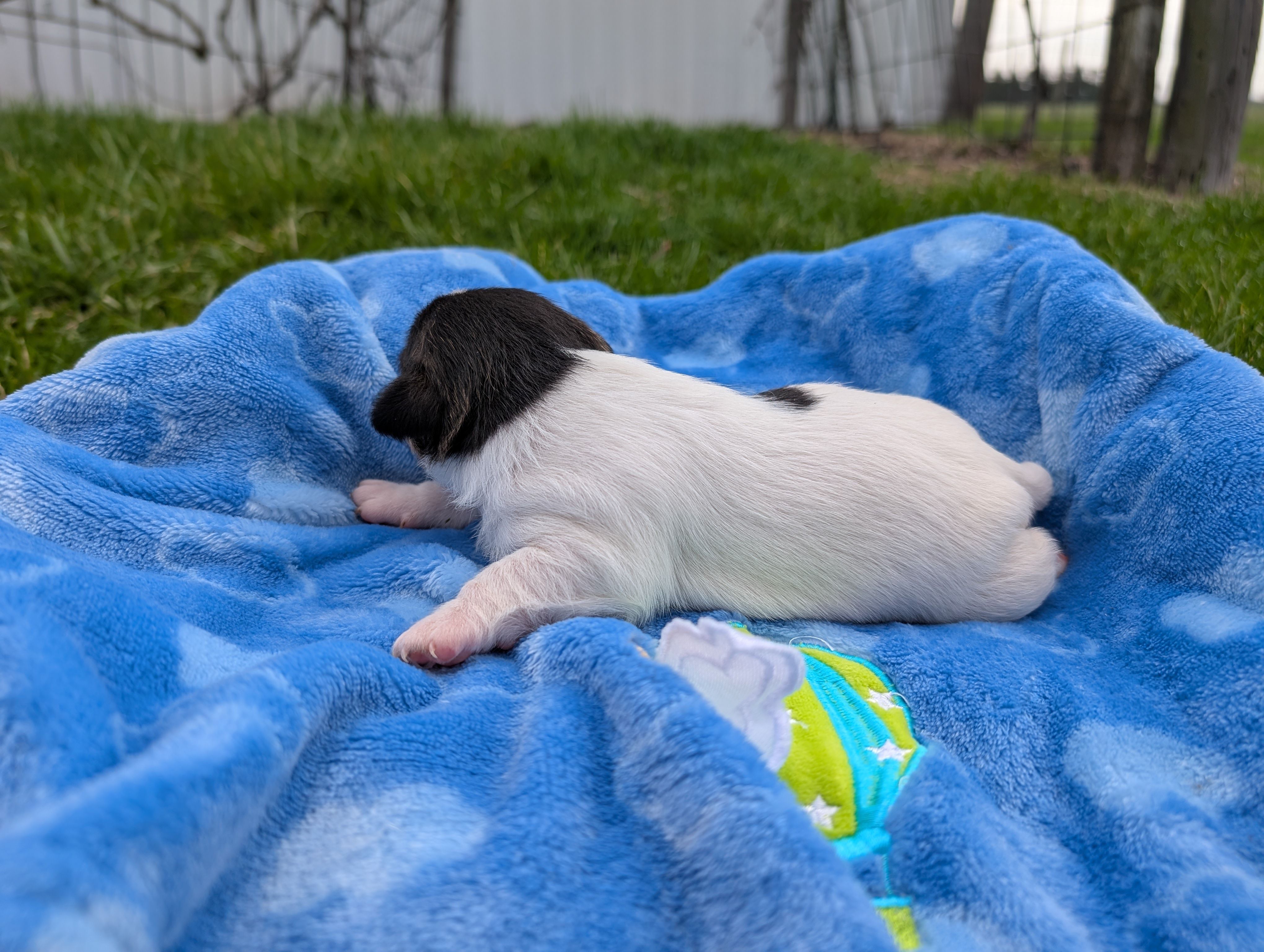 Cody, a male Jack Russell Terrier for sale in Paulding, OH – Photo 3 of 3