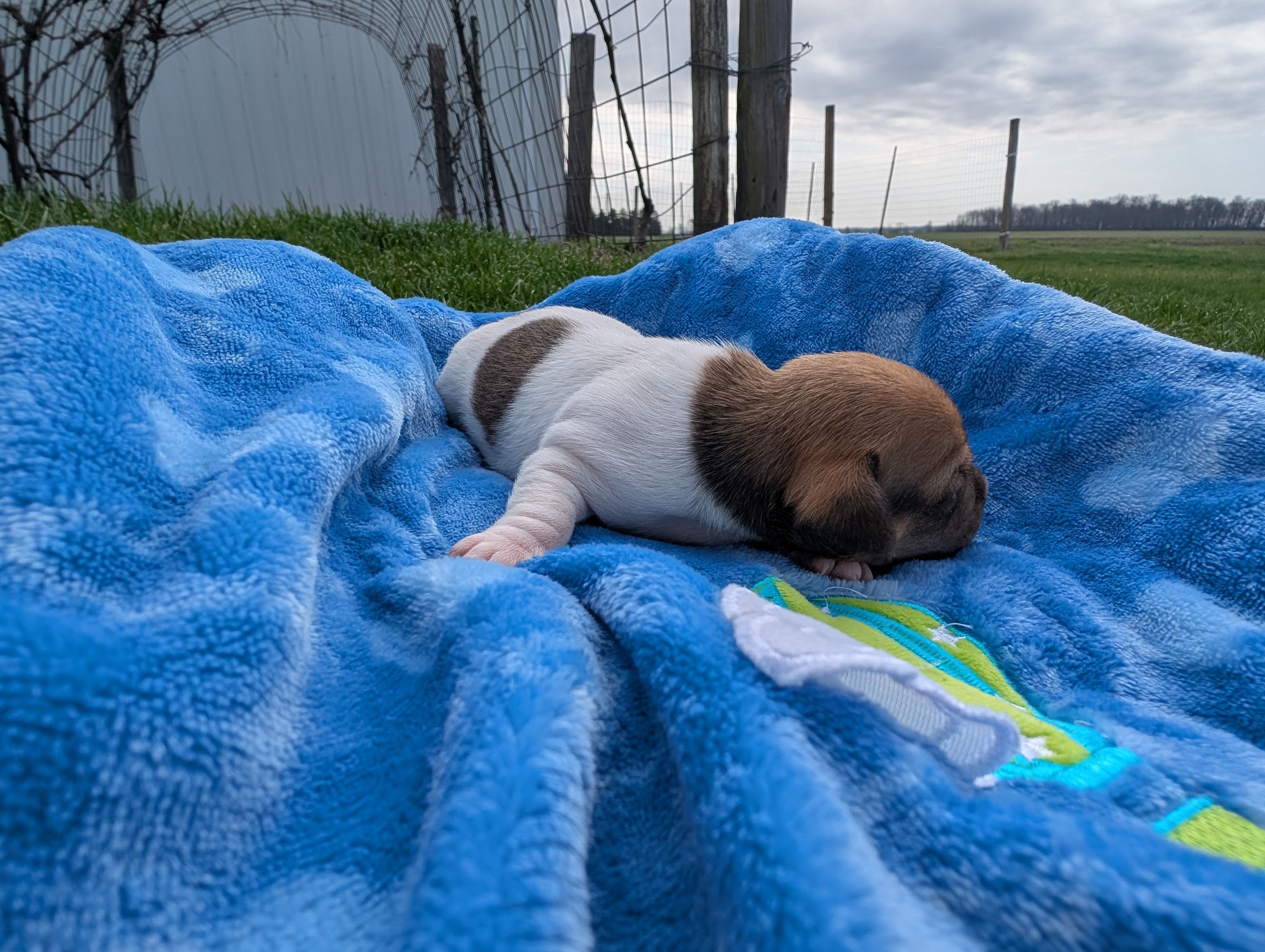 Ranger, a male Jack Russell Terrier for sale in Paulding, OH – Photo 2 of 4