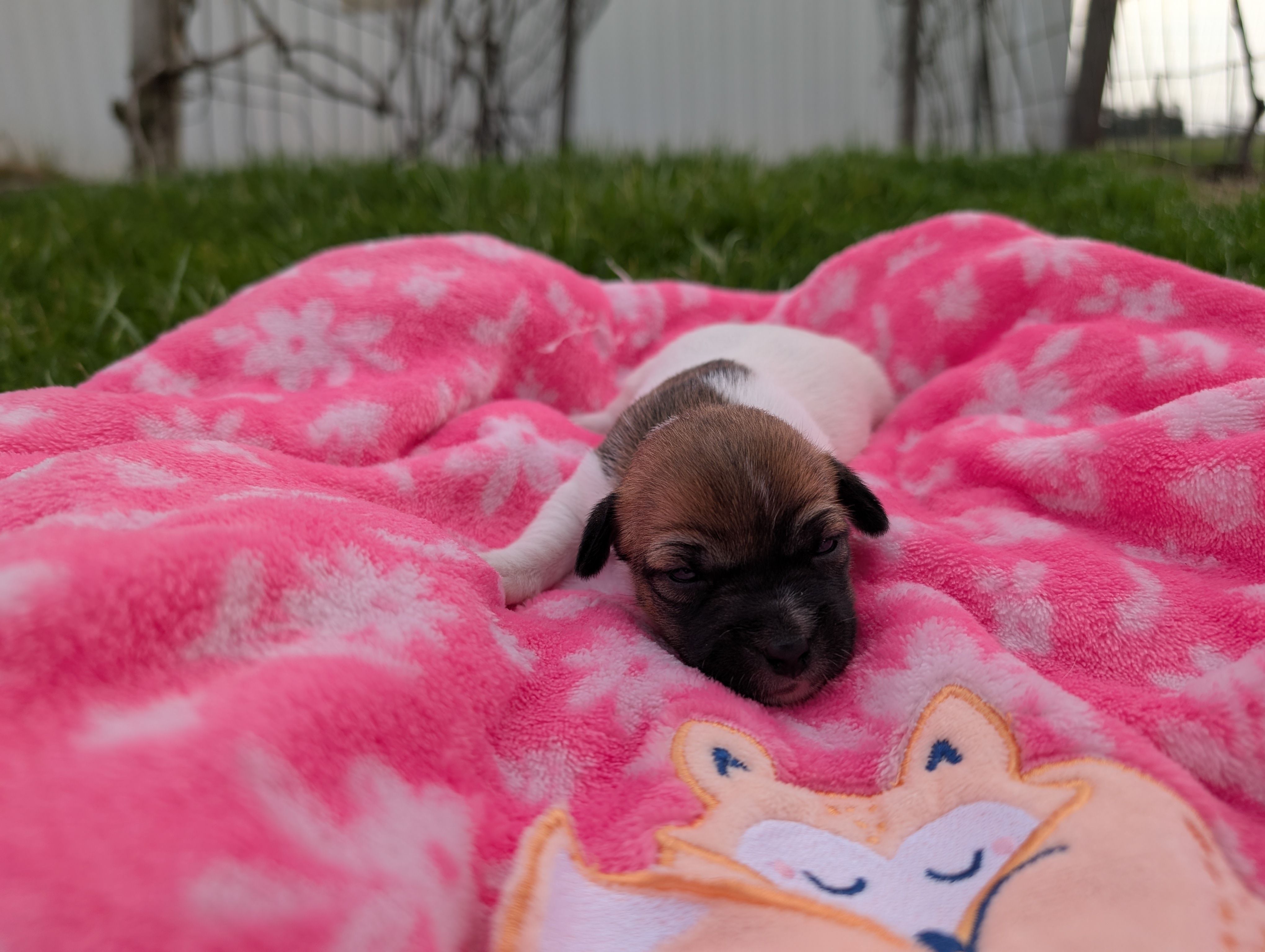 Rosey, a female Jack Russell Terrier for sale in Paulding, OH – Photo 3 of 5