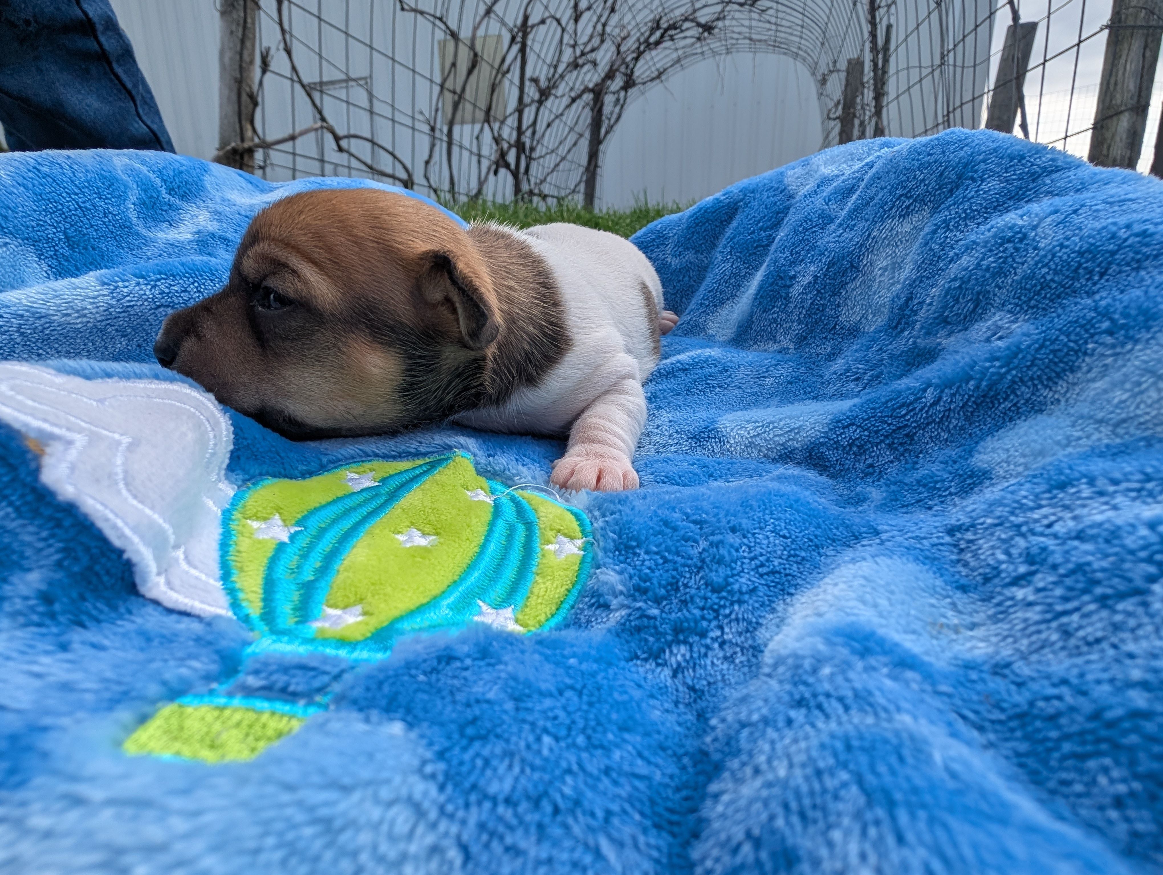 Ranger, a male Jack Russell Terrier for sale in Paulding, OH – Photo 3 of 4
