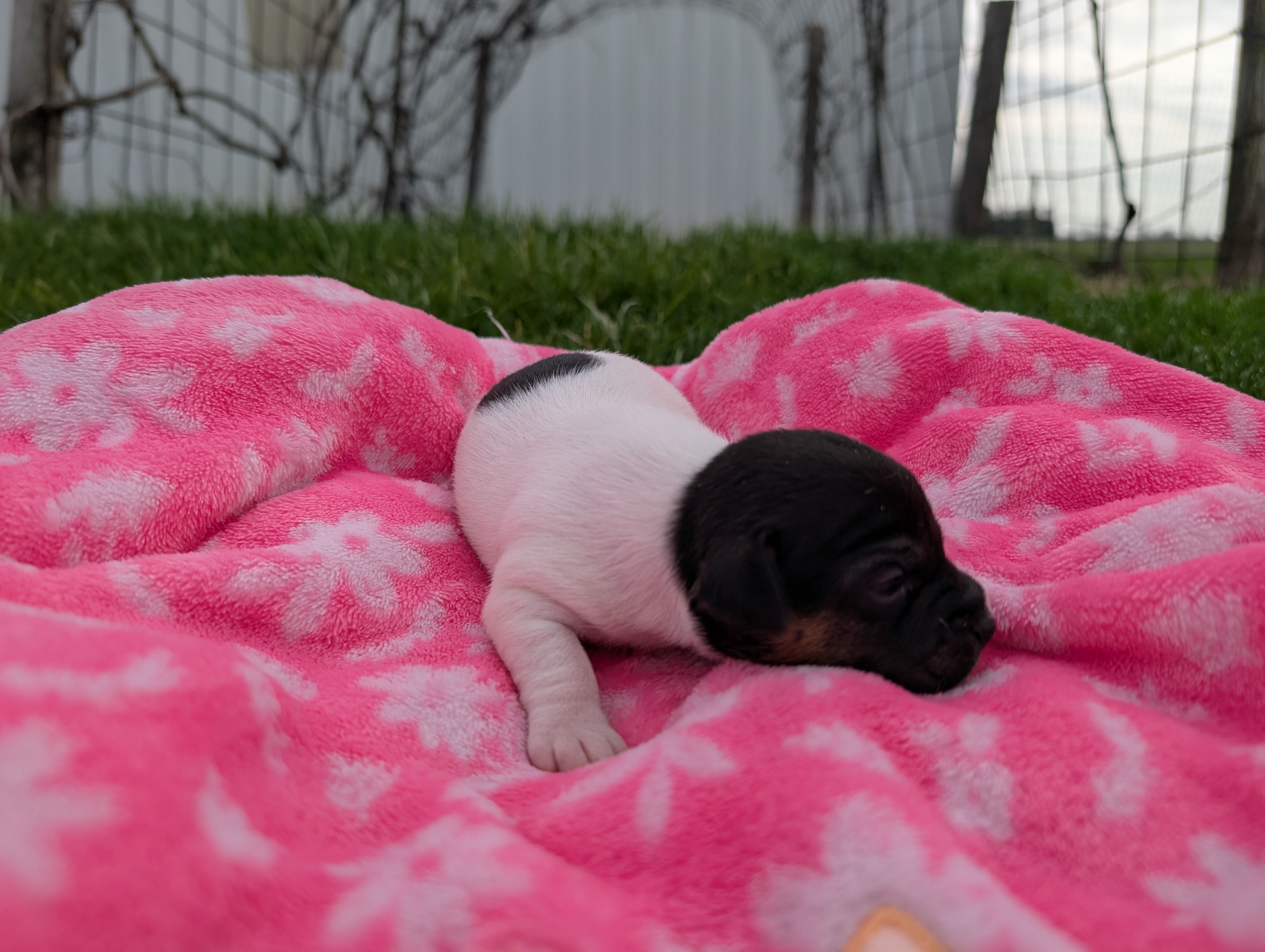 Millie, a female Jack Russell Terrier for sale in Paulding, OH – Photo 2 of 3
