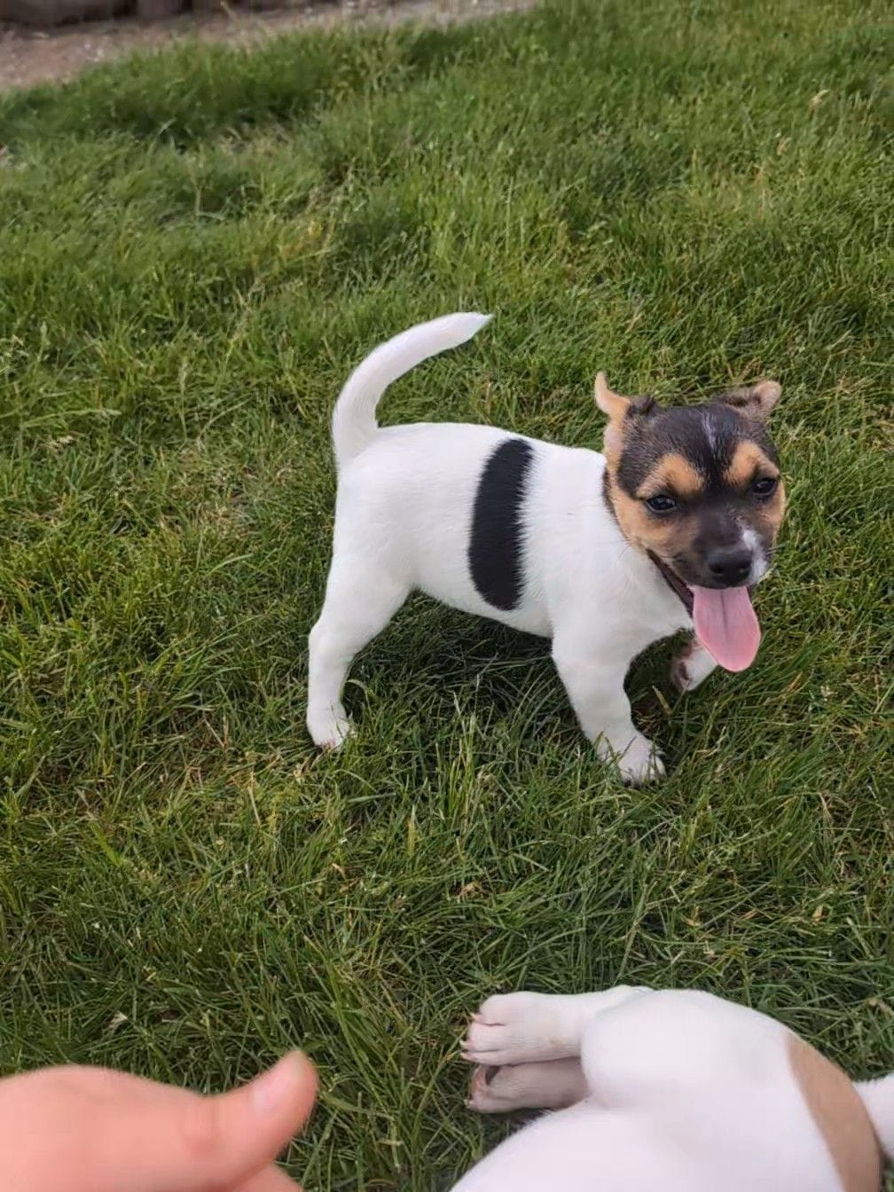 Cody, a male Jack Russell Terrier for sale in Paulding, OH – 3 of 6