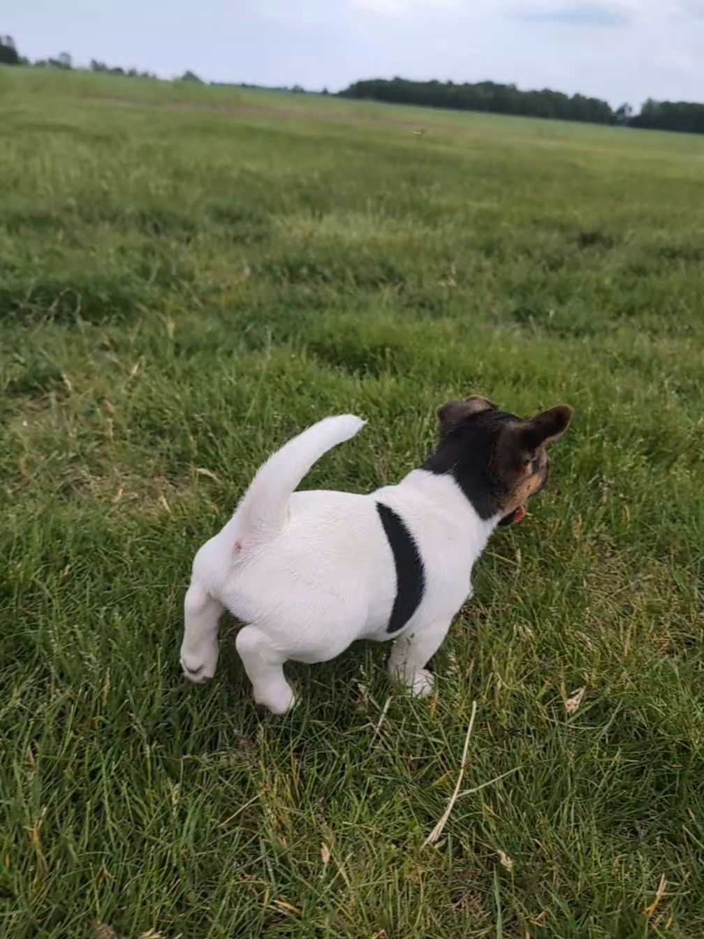 Cody, a male Jack Russell Terrier for sale in Paulding, OH – 5 of 6