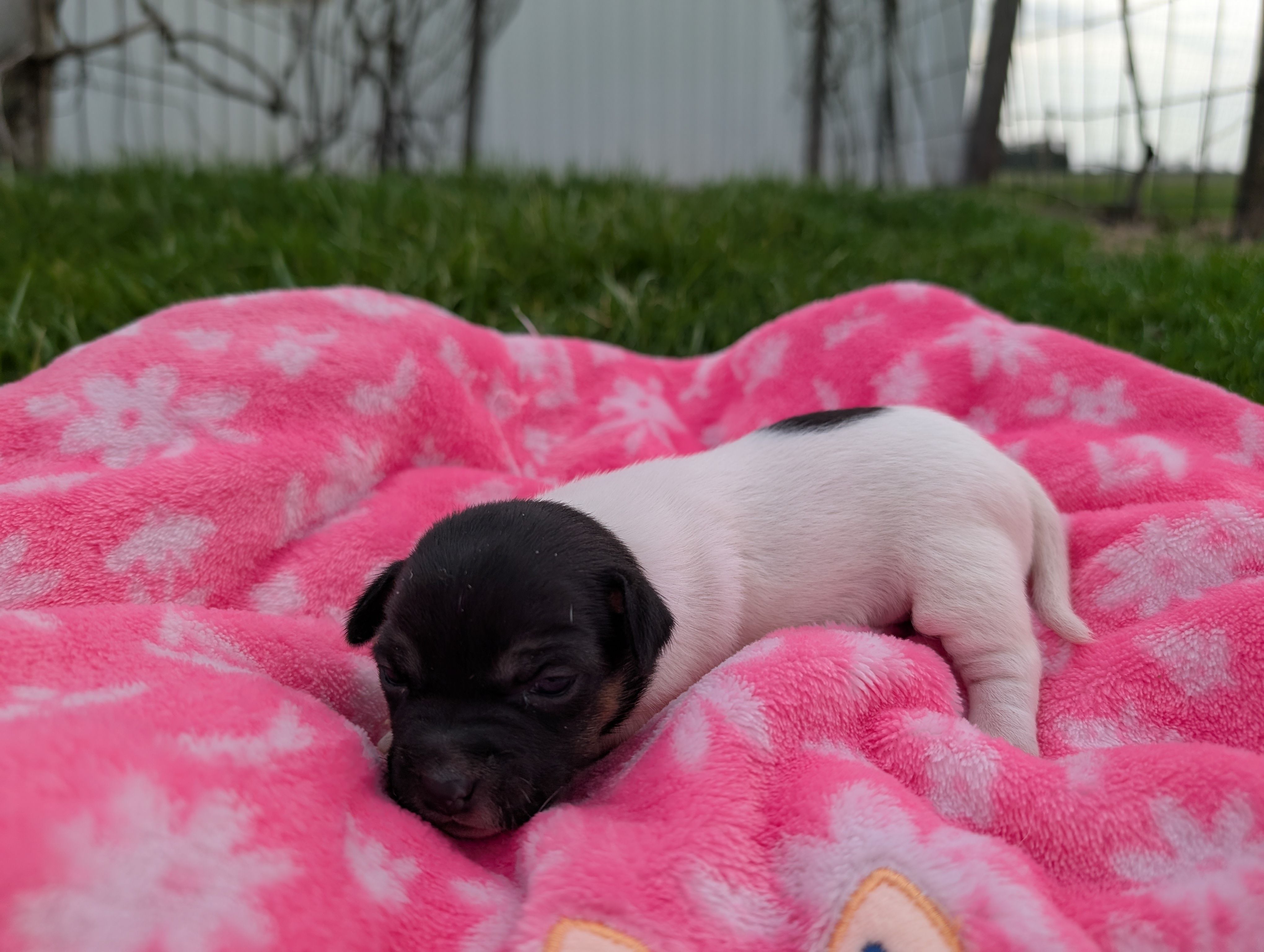 Millie – Jack Russell Terrier puppy for sale in Paulding, OH