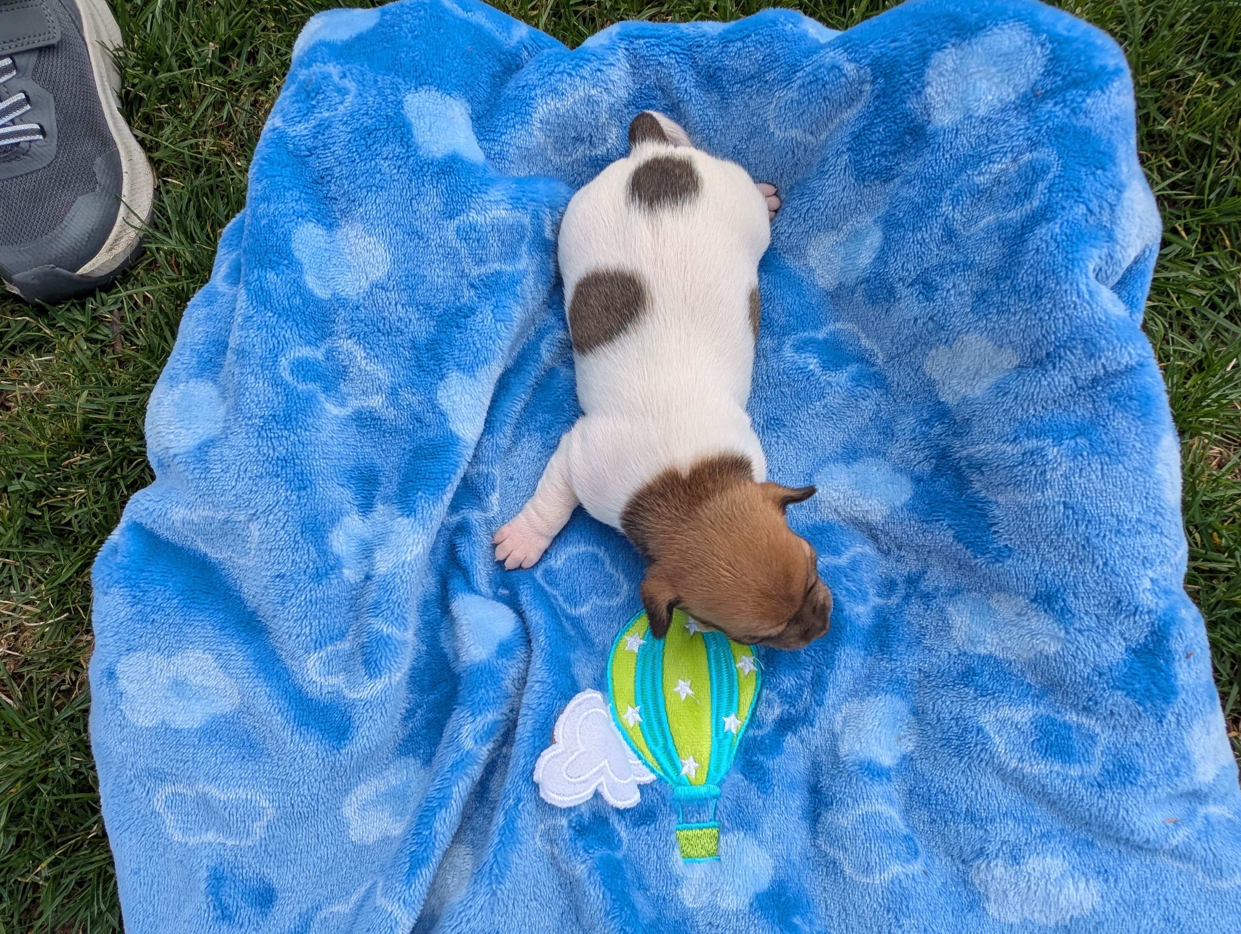 Ranger, a male Jack Russell Terrier for sale in Paulding, OH – Photo 4 of 4
