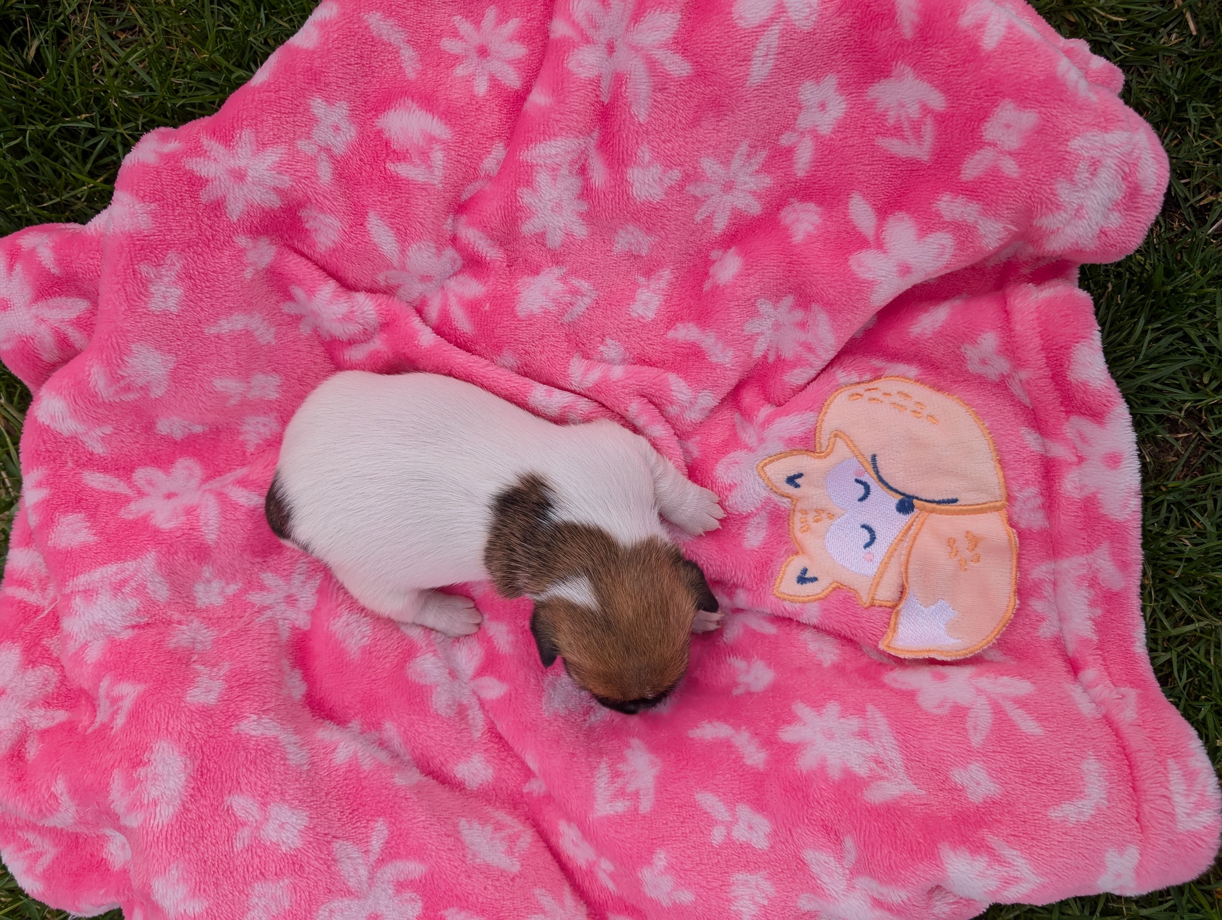 Rosey, a female Jack Russell Terrier for sale in Paulding, OH – Photo 2 of 5