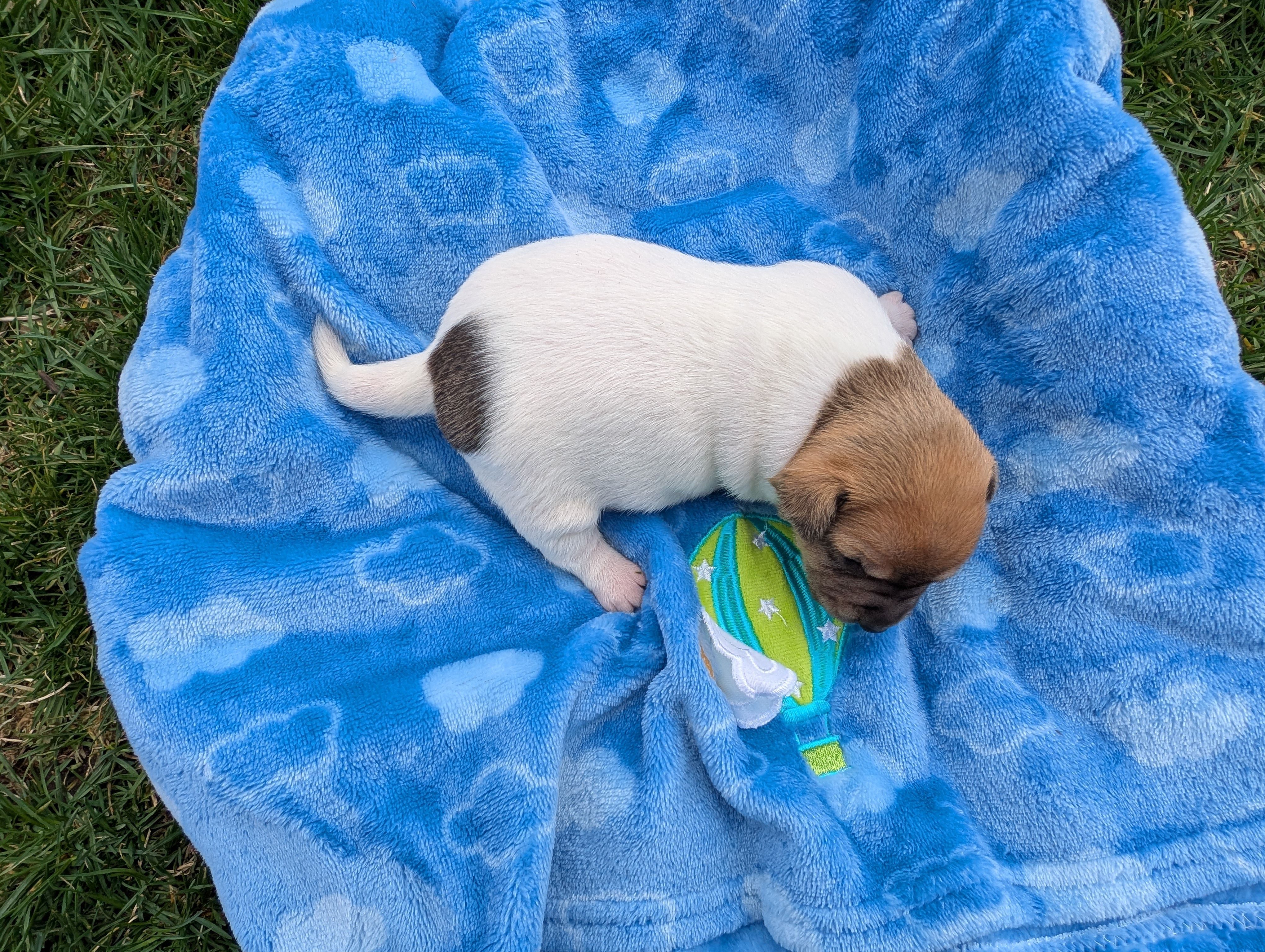 Chip, a male Jack Russell Terrier for sale in Paulding, OH – Photo 3 of 3